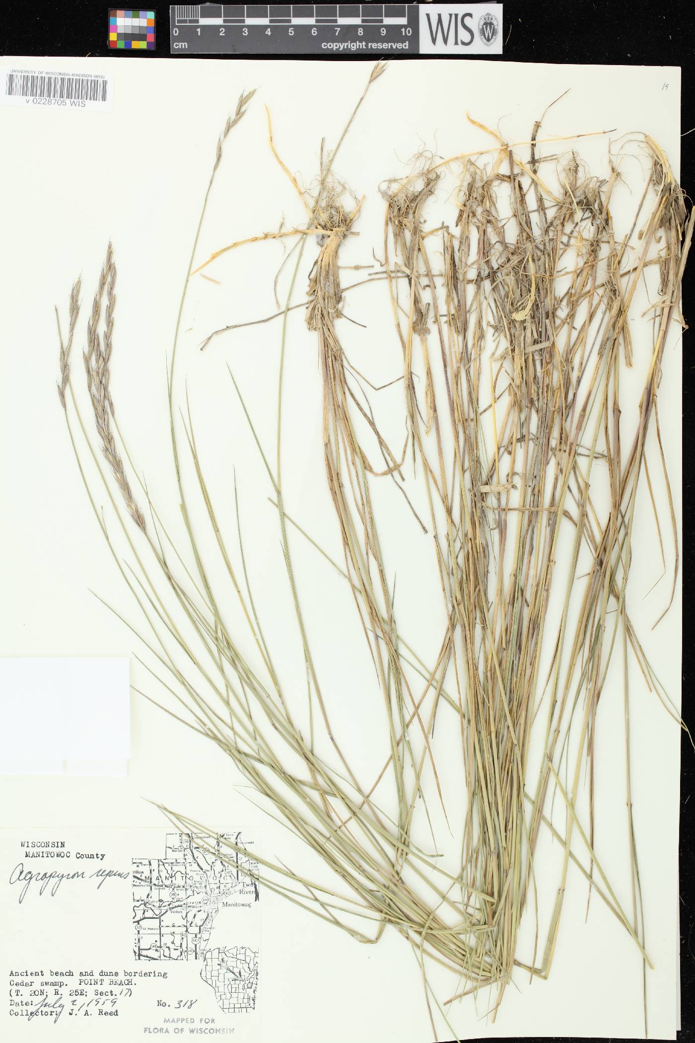 Elymus repens image