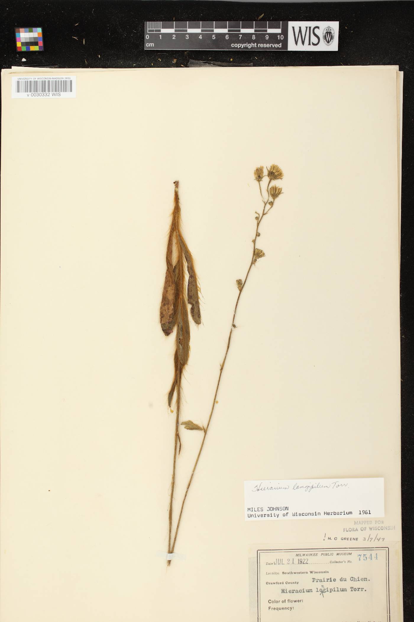 Hieracium longipilum image