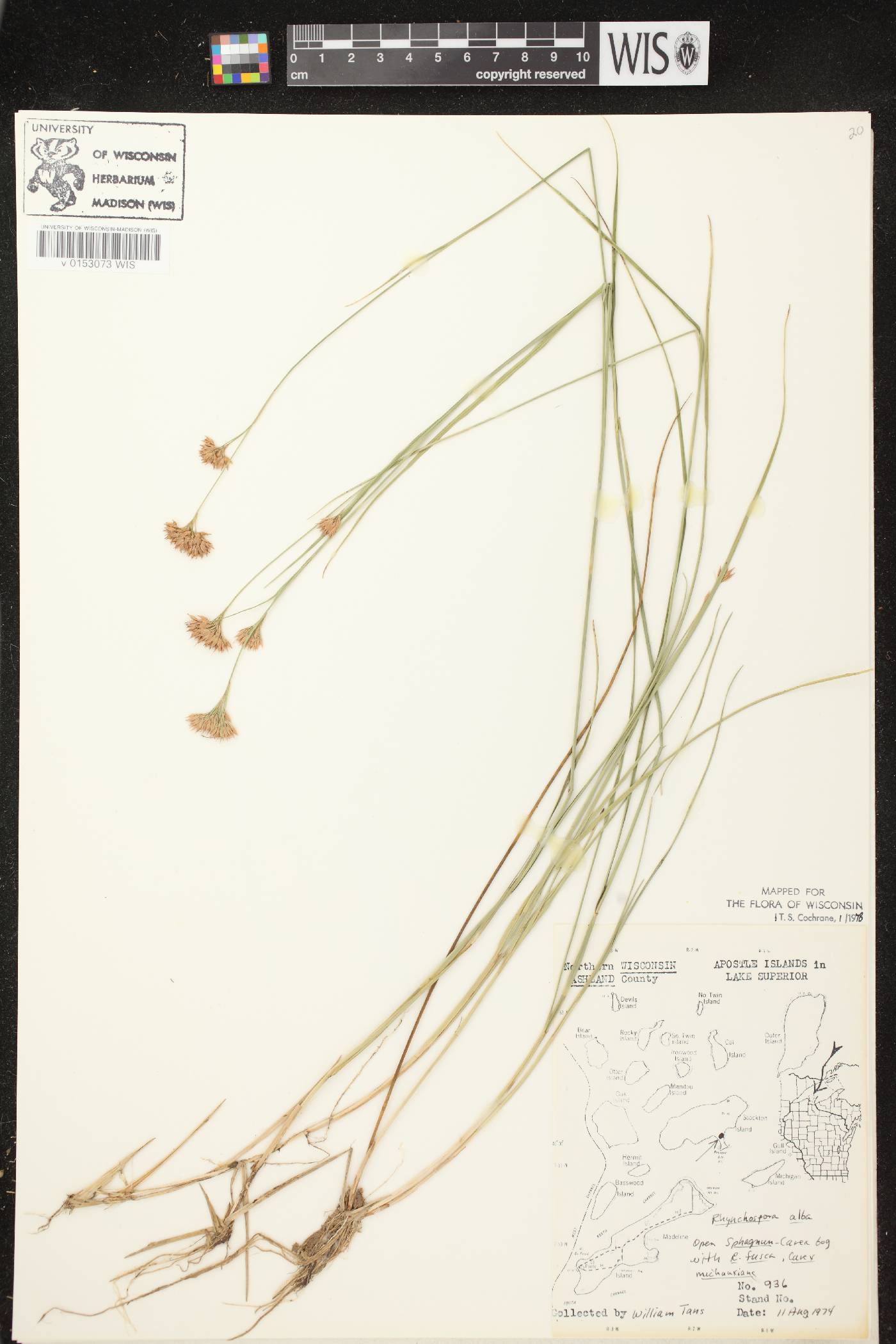 Rhynchospora alba image
