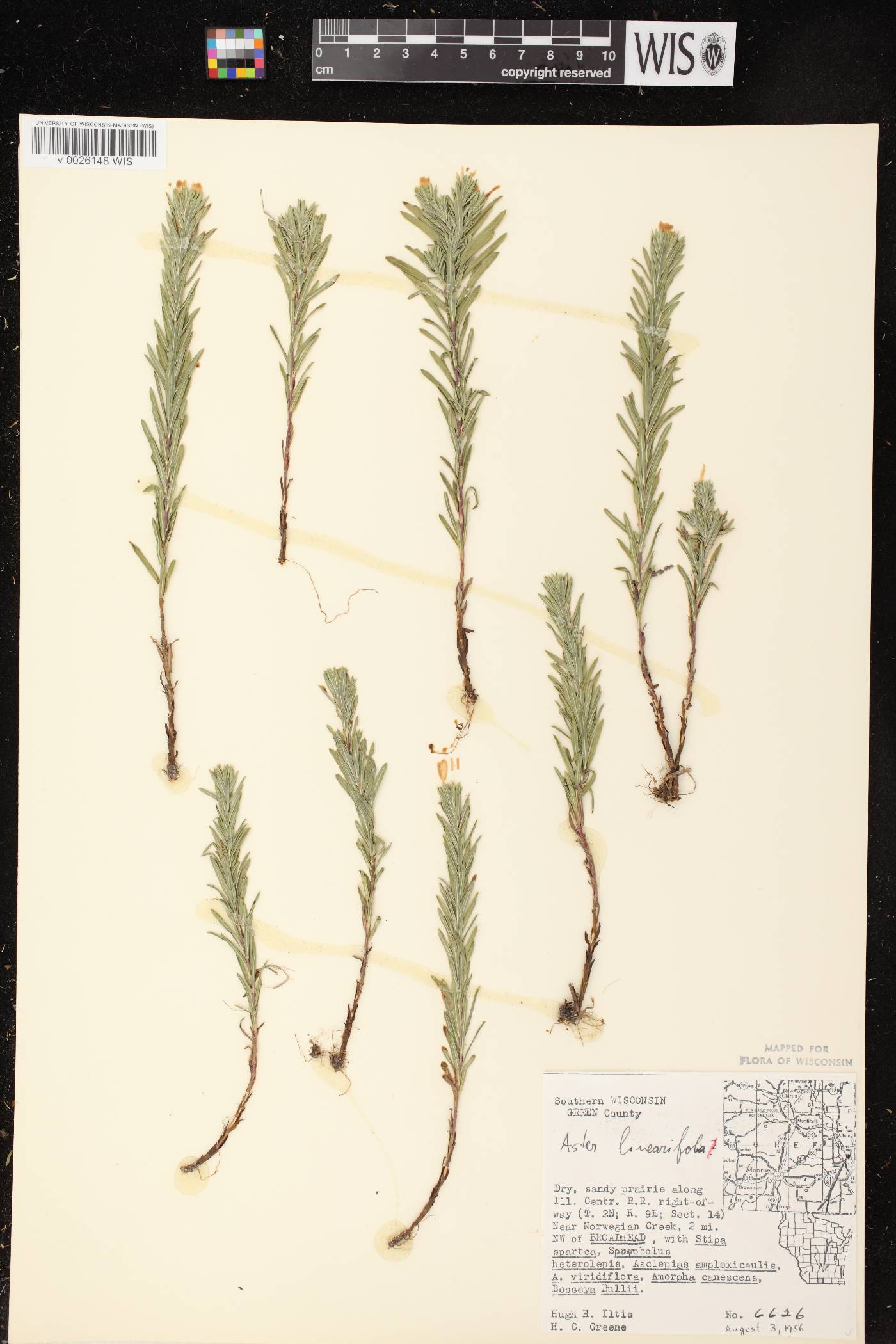 Ionactis linariifolia image