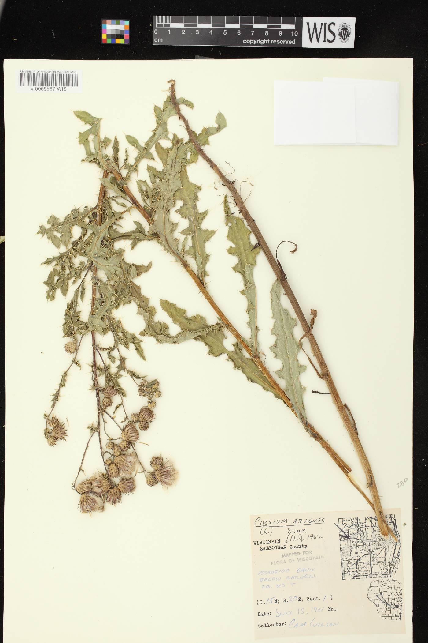 Cirsium arvense image