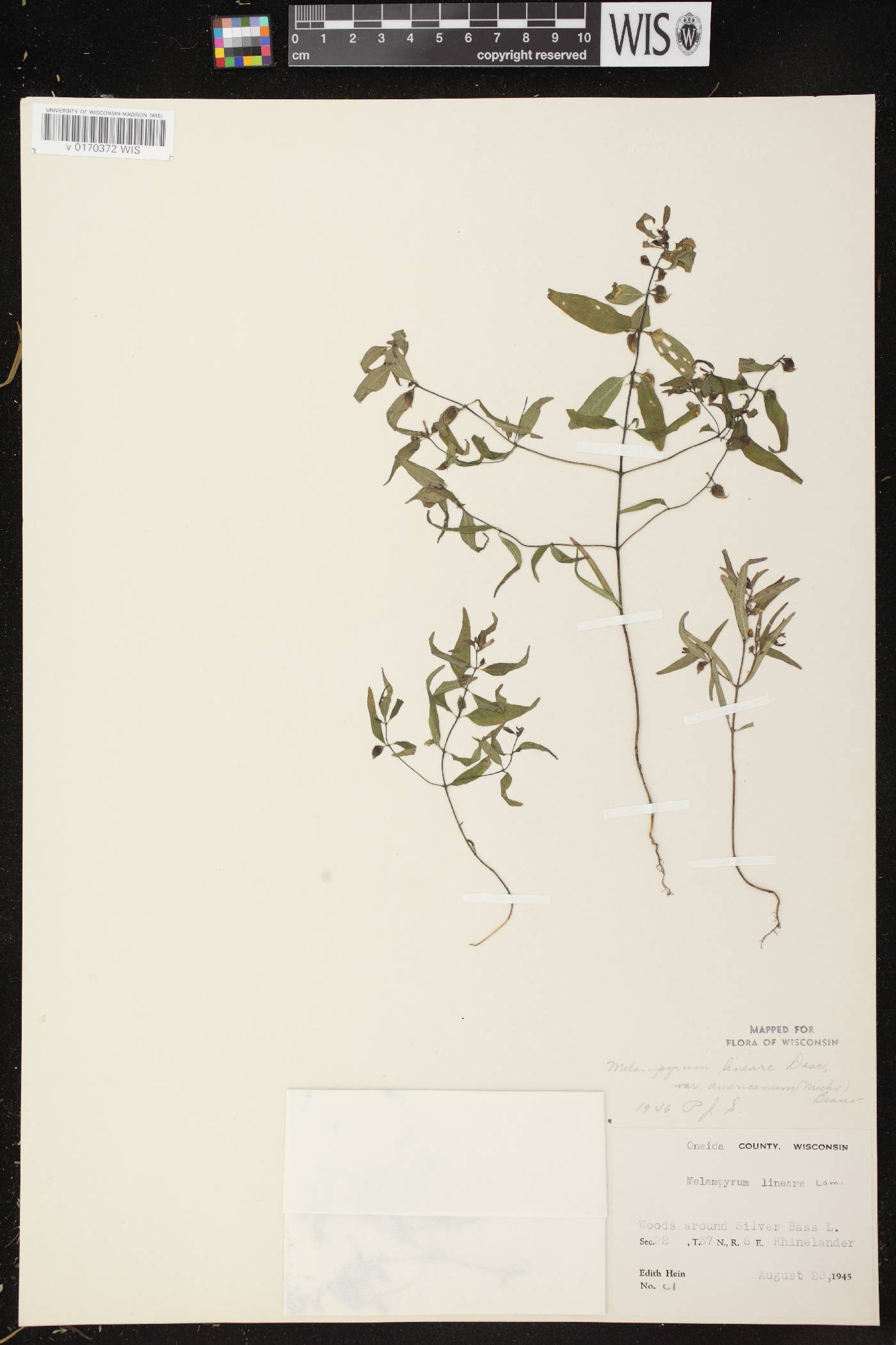 Melampyrum lineare image