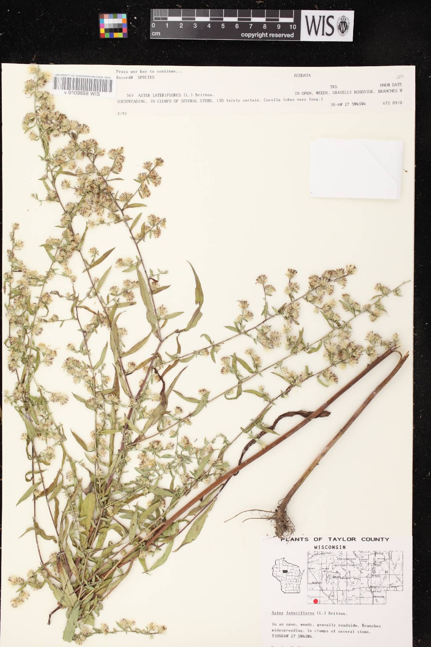 Symphyotrichum lateriflorum image