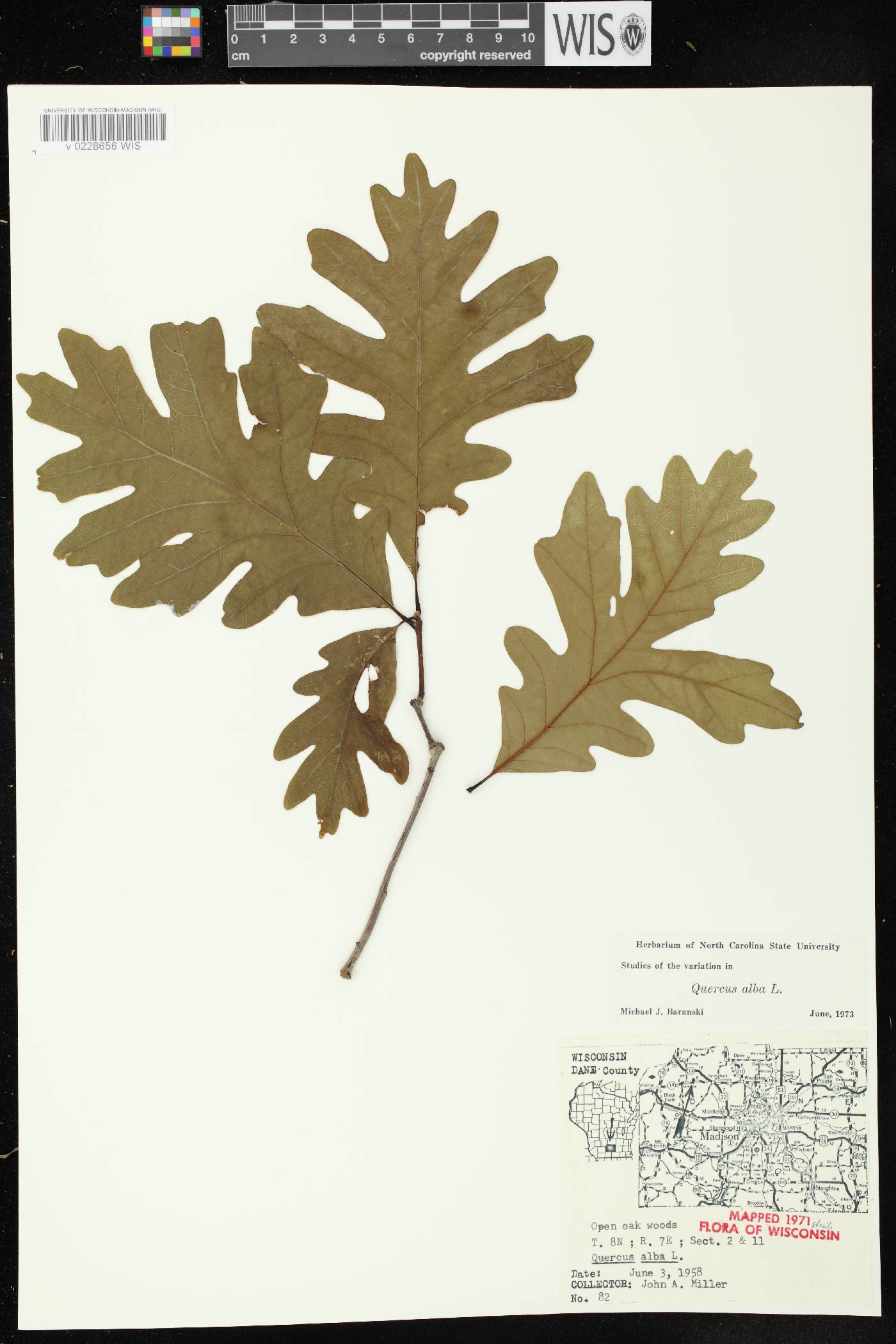 Quercus alba image