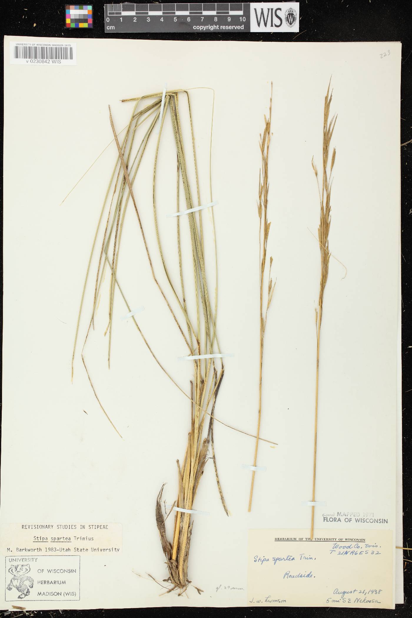 Hesperostipa spartea image