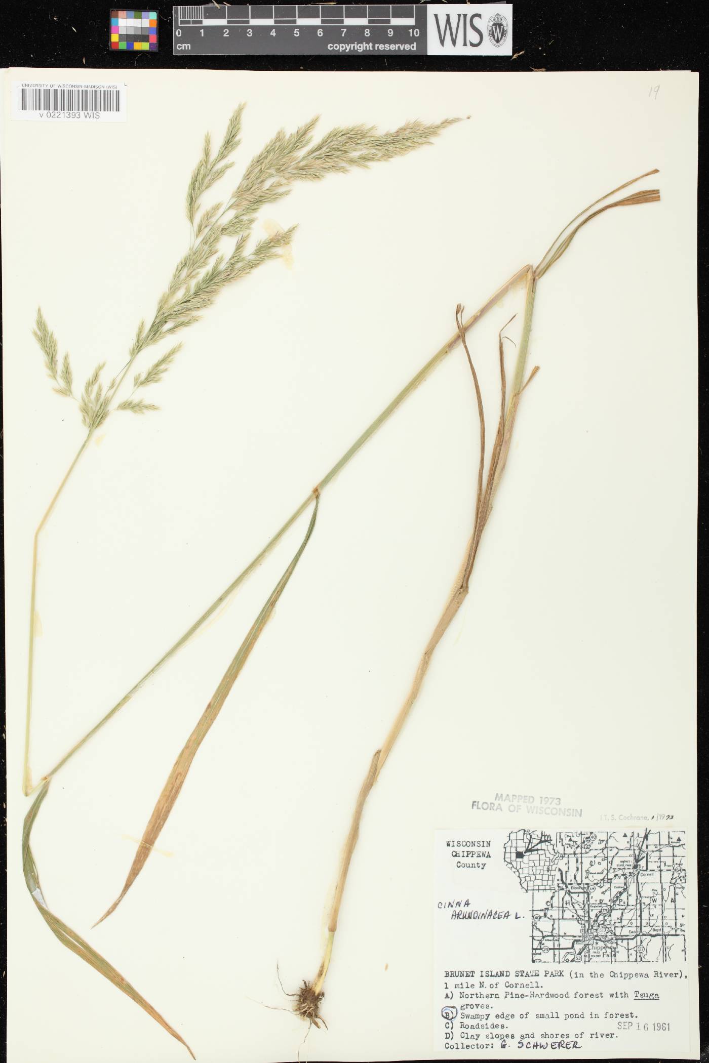 Cinna arundinacea image