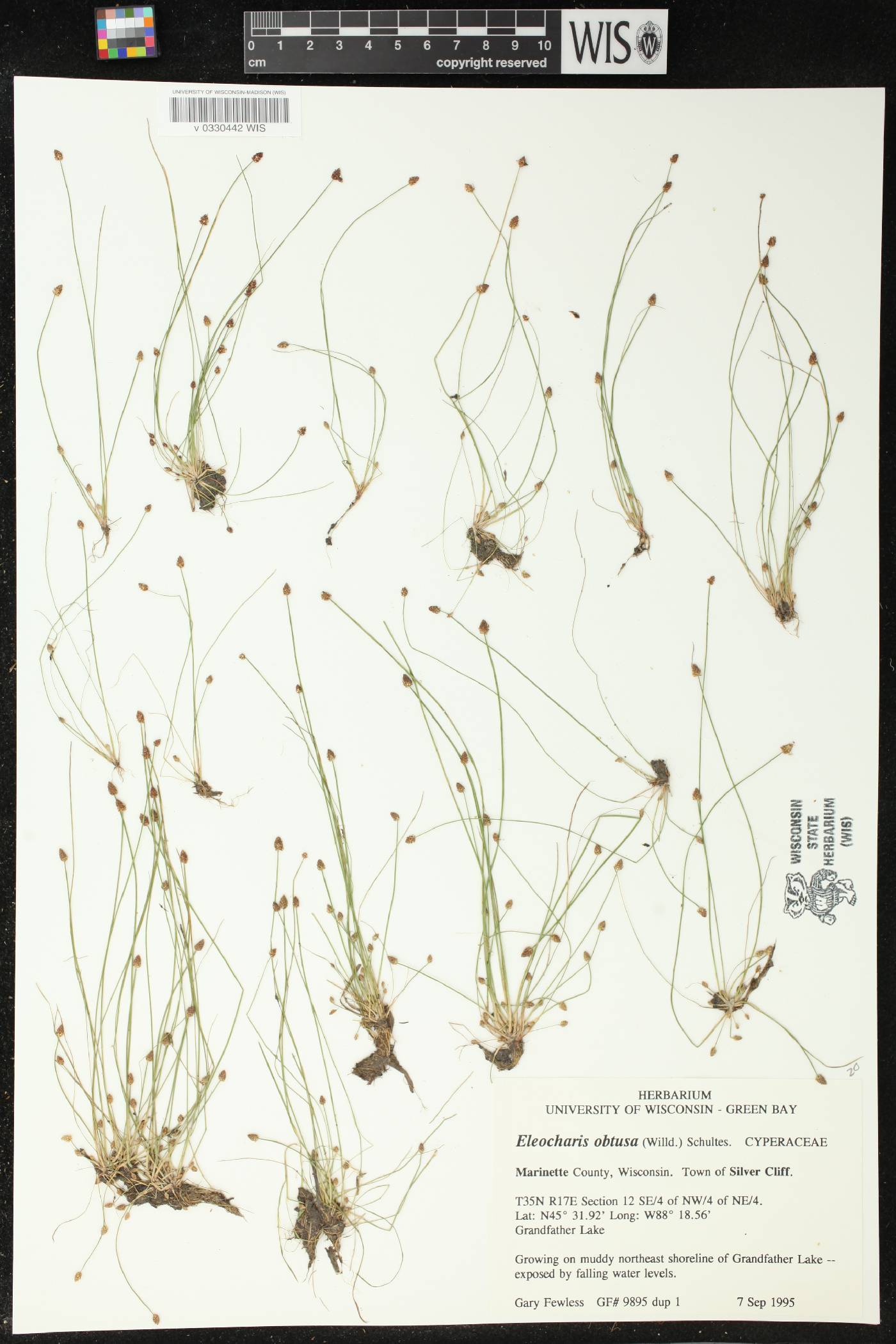 Eleocharis obtusa image