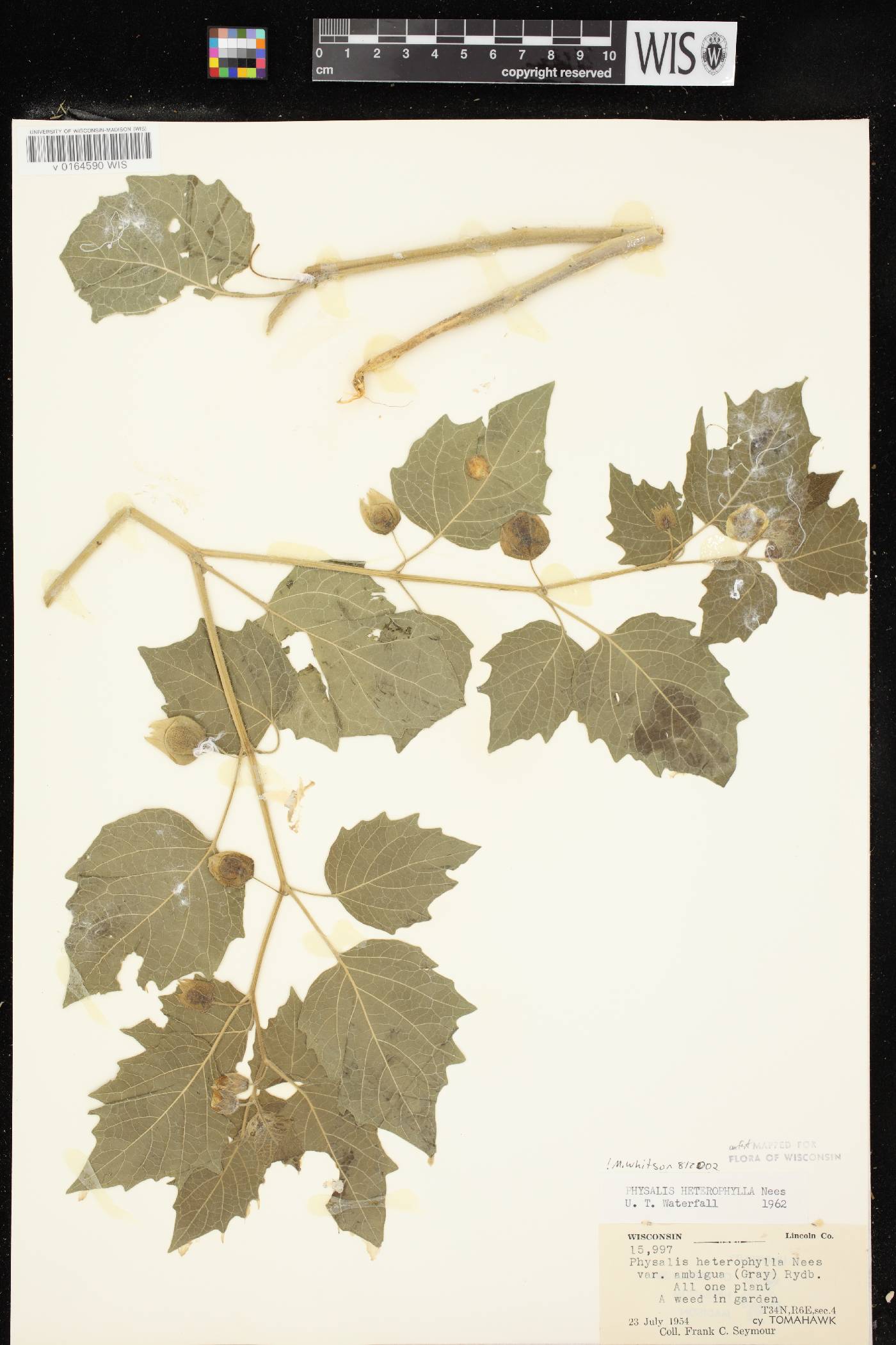 Physalis heterophylla var. heterophylla image