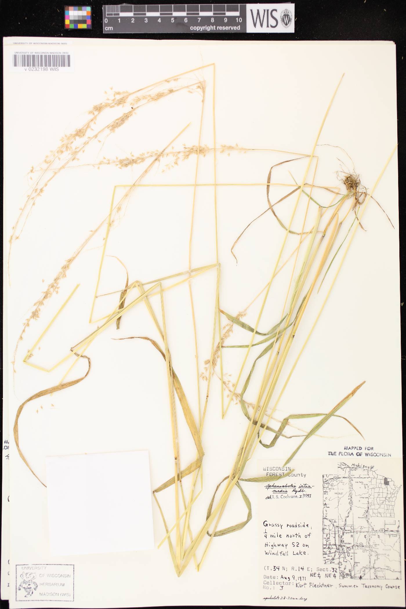Sphenopholis intermedia image