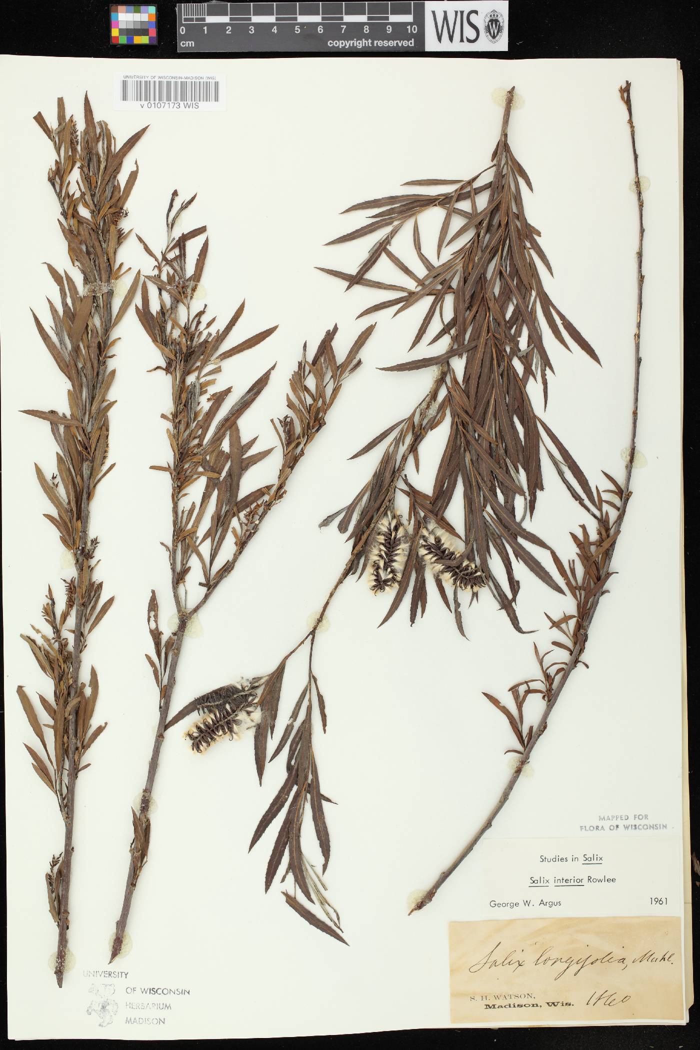 Salix interior image