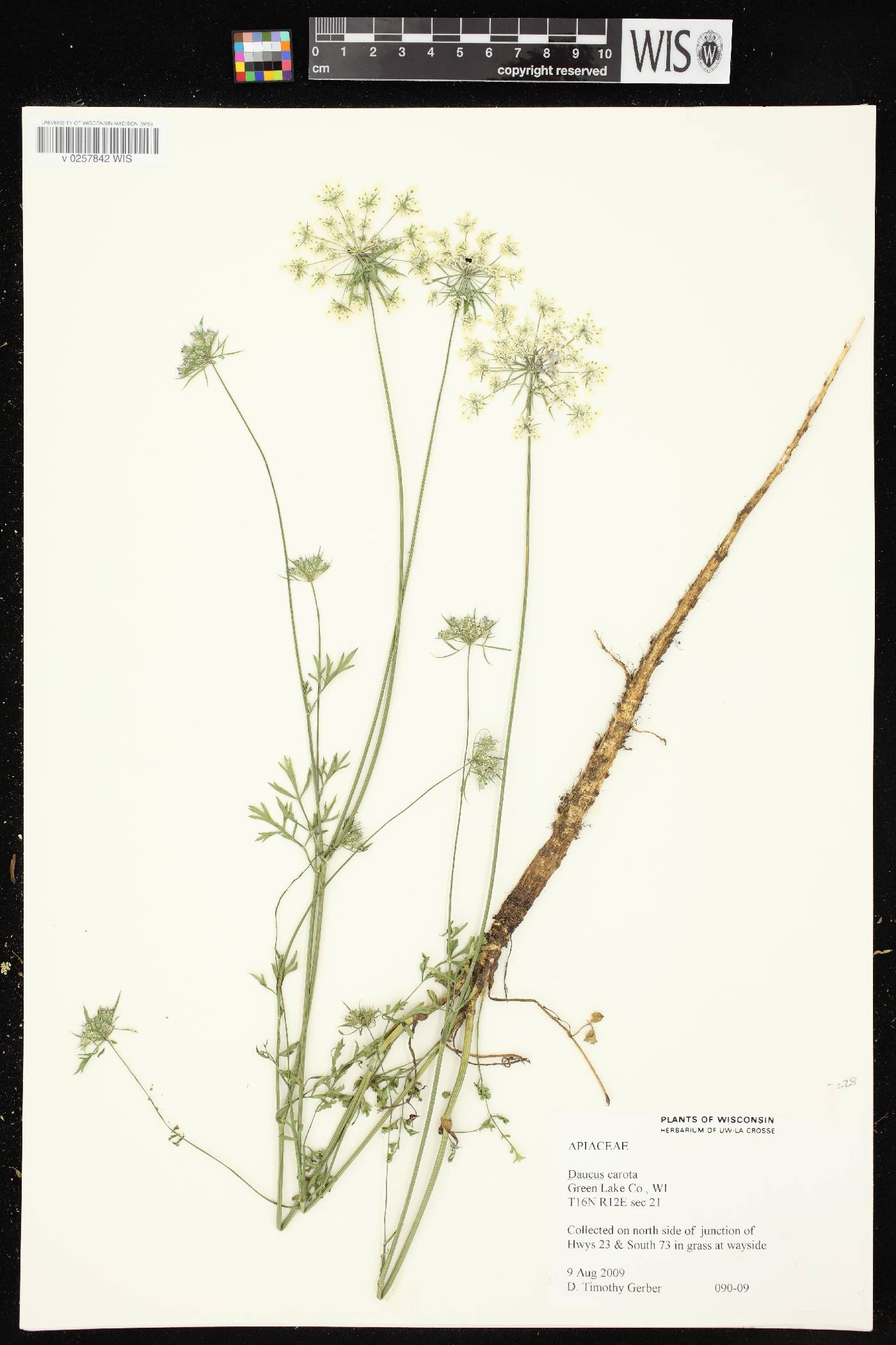 Daucus carota image