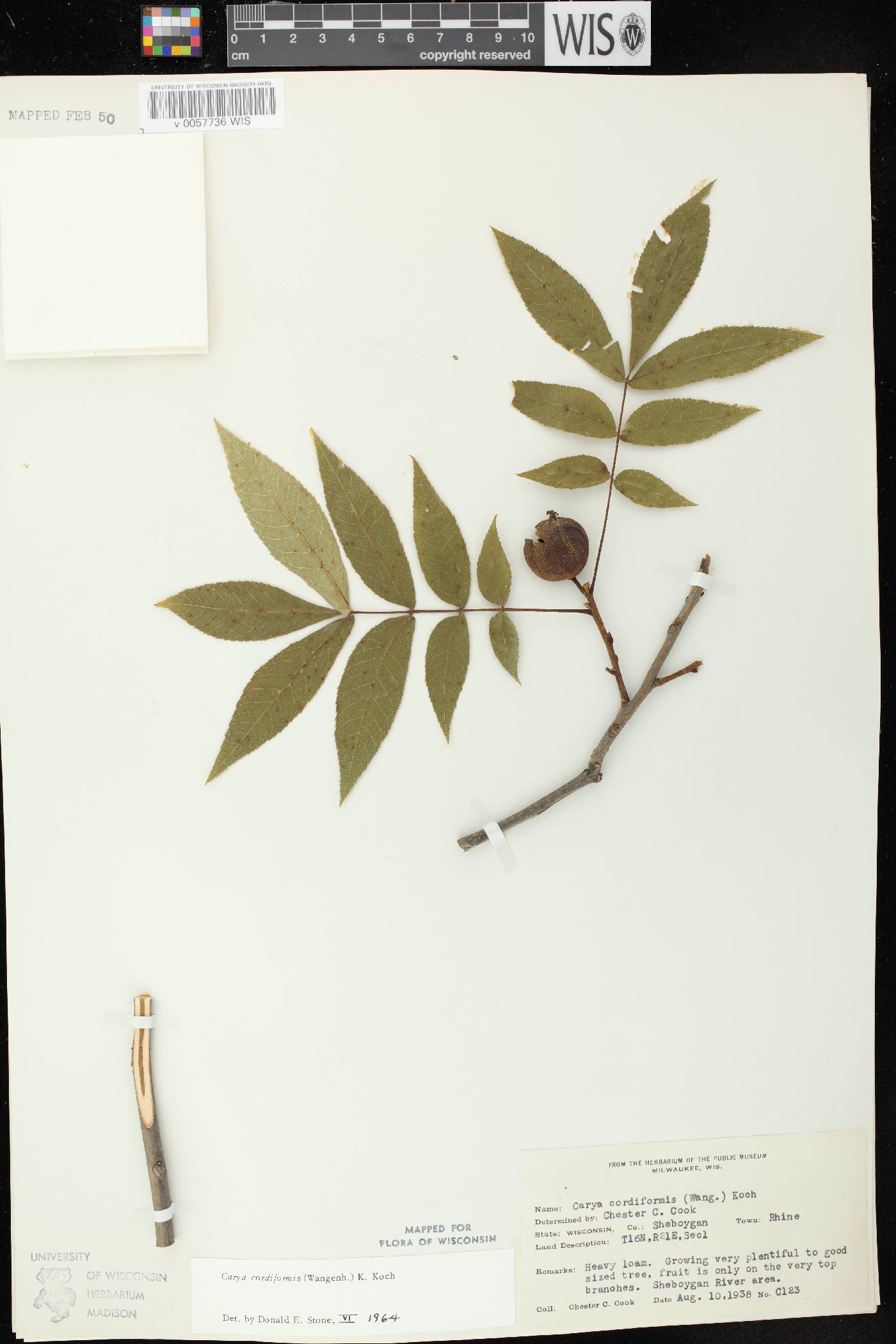 Carya cordiformis image