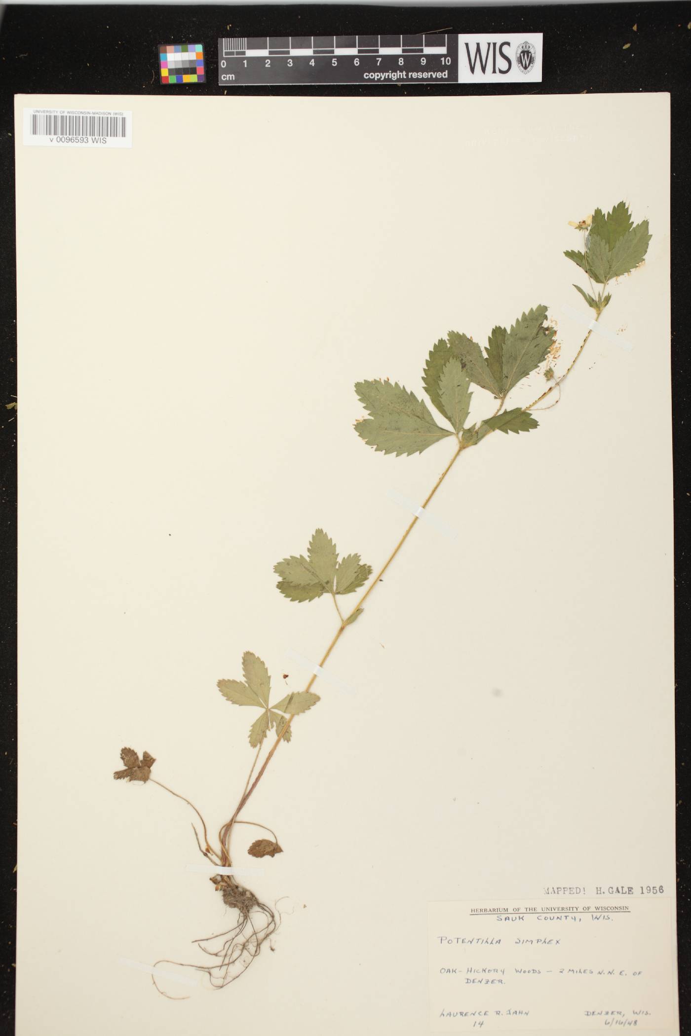 Potentilla simplex image