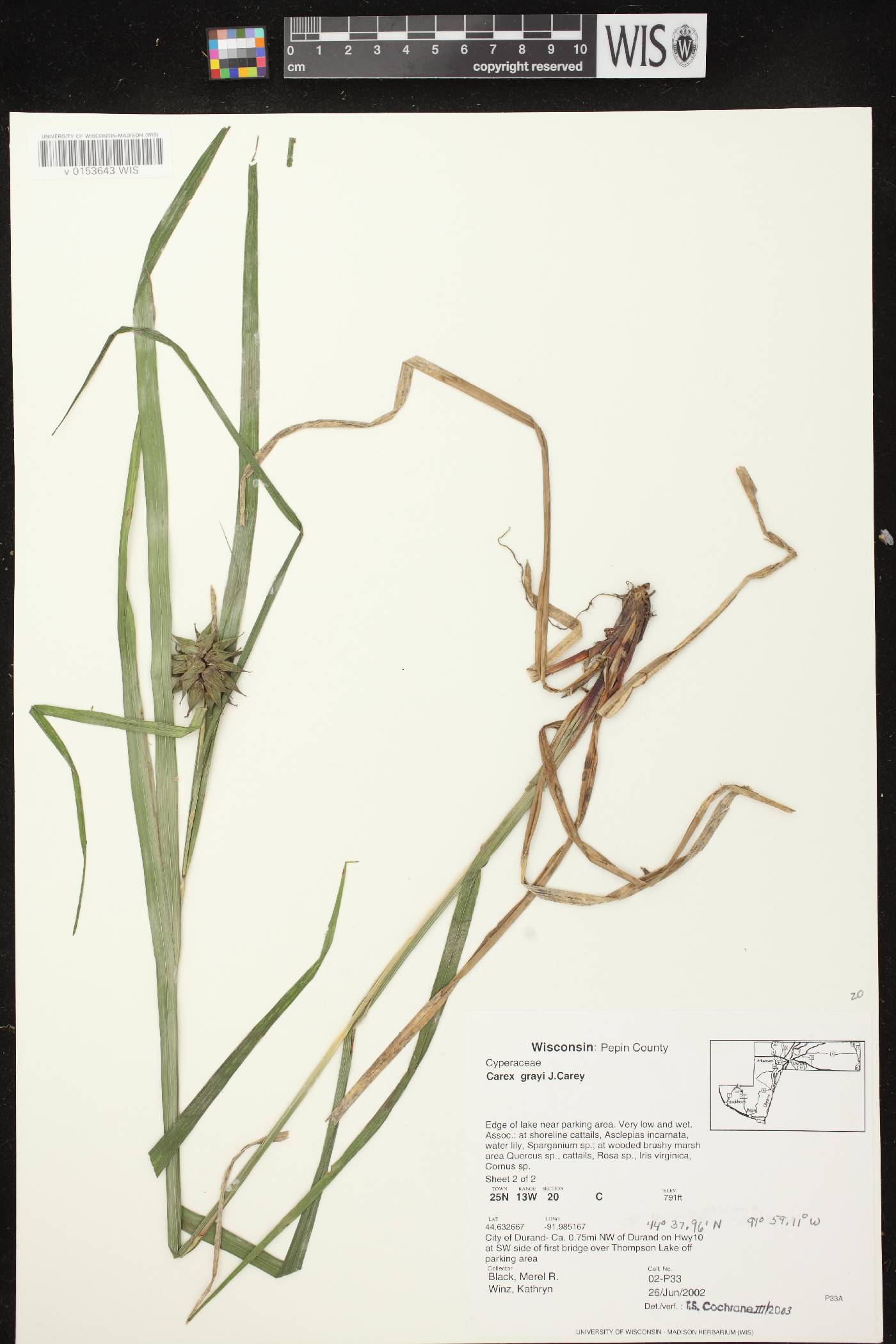 Carex grayi image