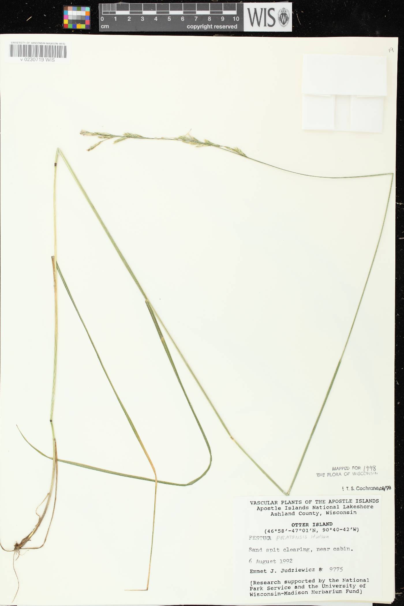 Lolium pratense image