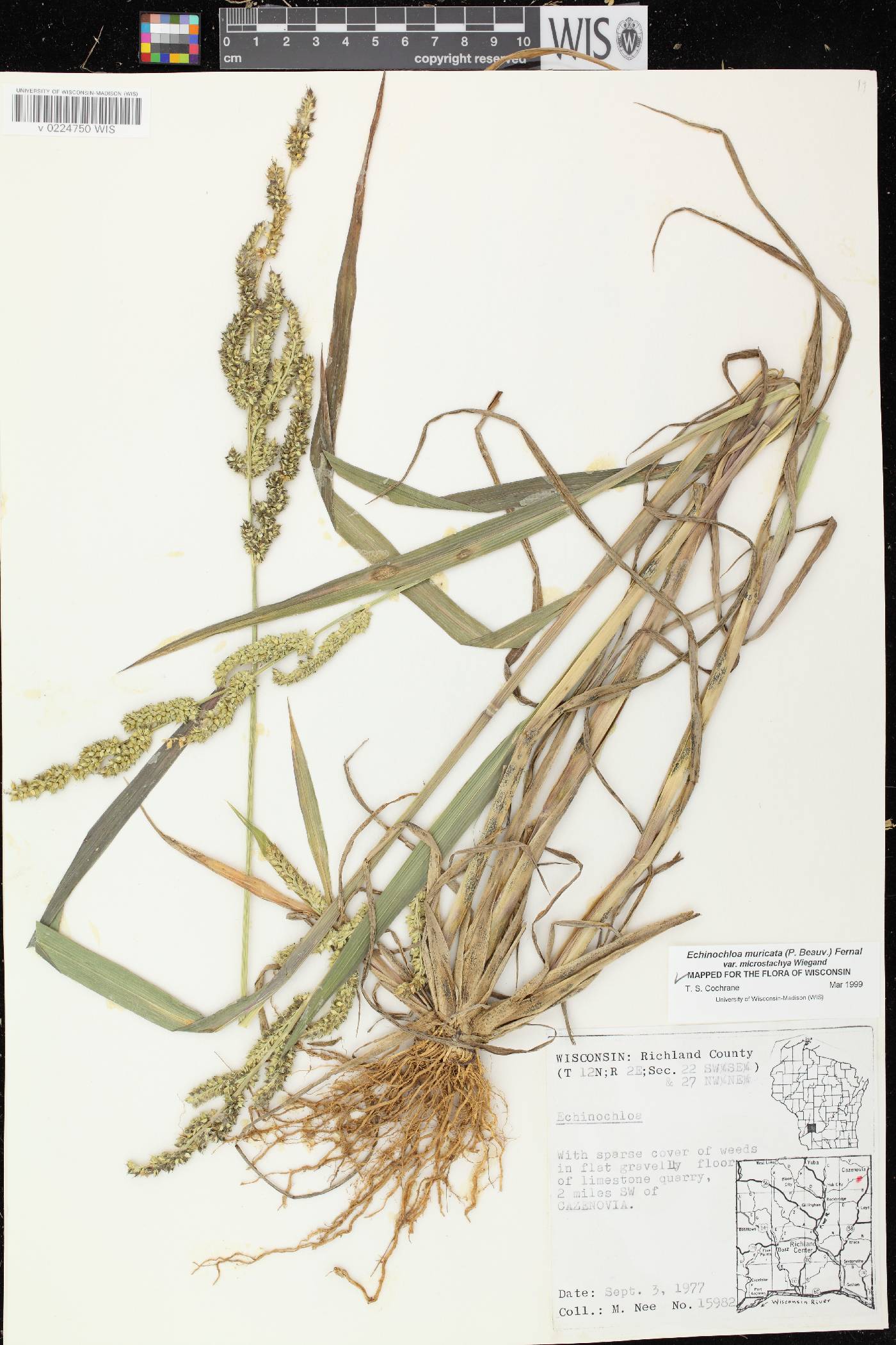 Echinochloa muricata var. microstachya image