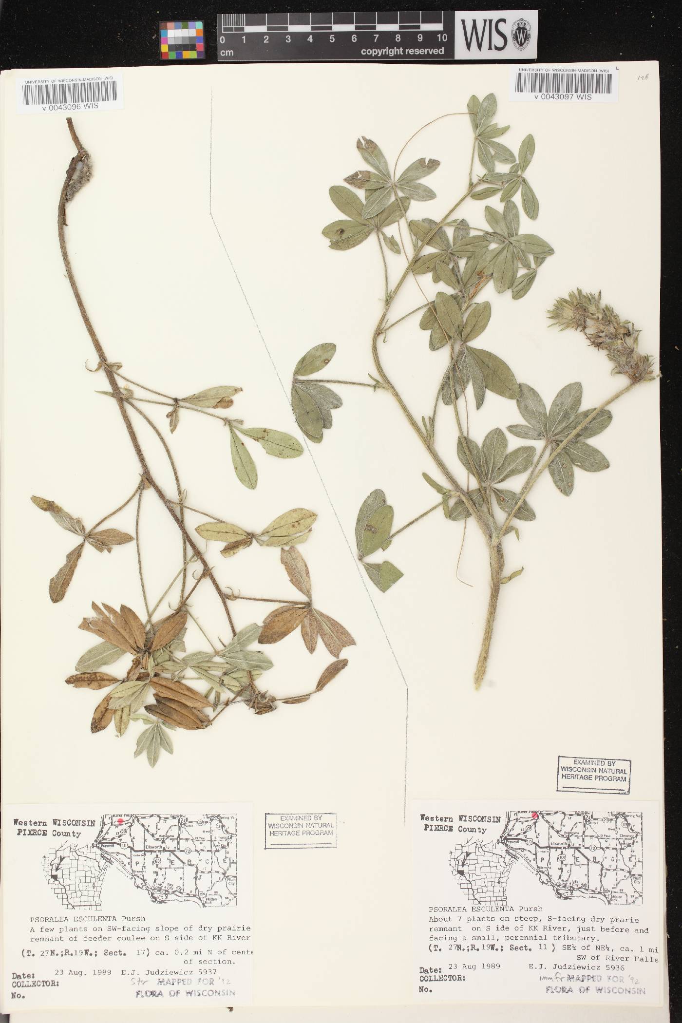 Pediomelum esculentum image