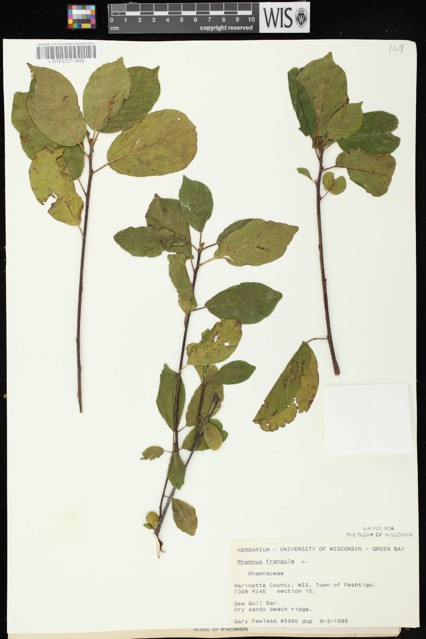 Frangula alnus image