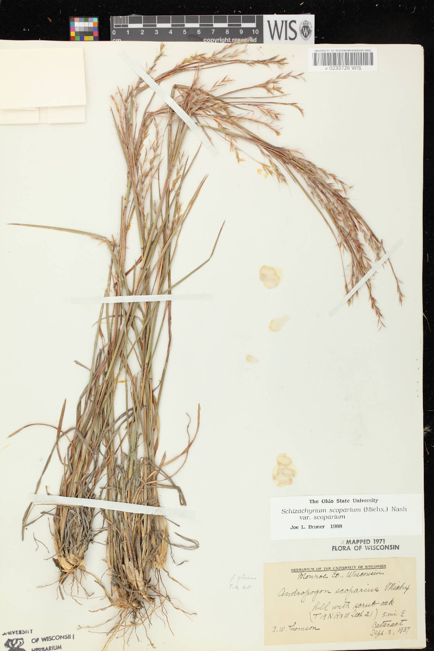 Schizachyrium scoparium var. scoparium image