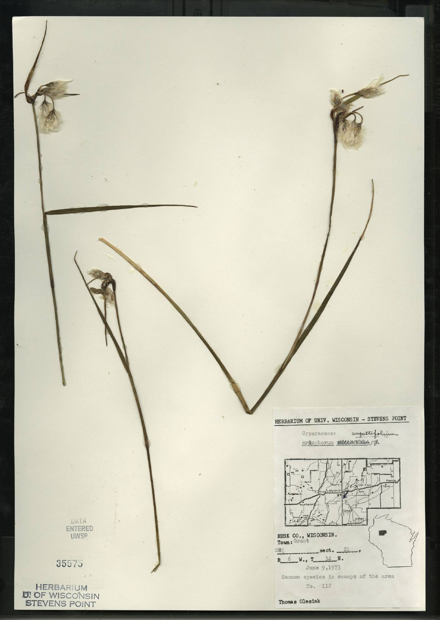 Eriophorum angustifolium subsp. angustifolium image