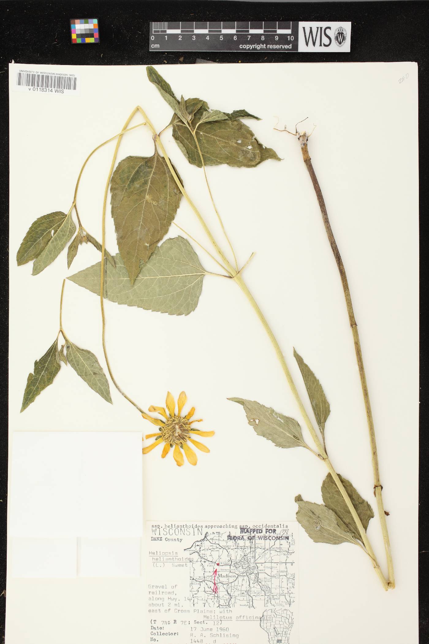 Heliopsis helianthoides var. helianthoides image
