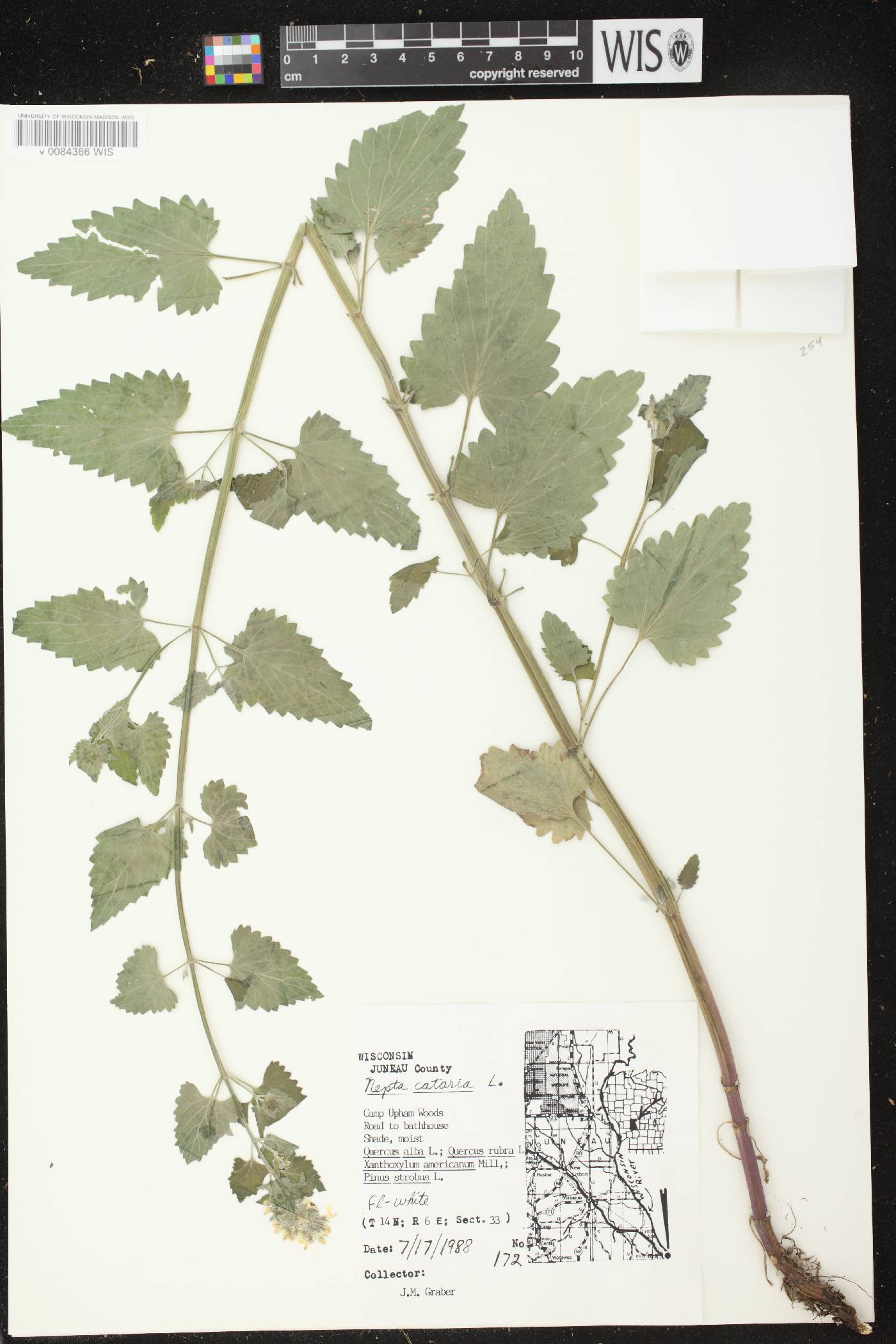 Nepeta cataria image