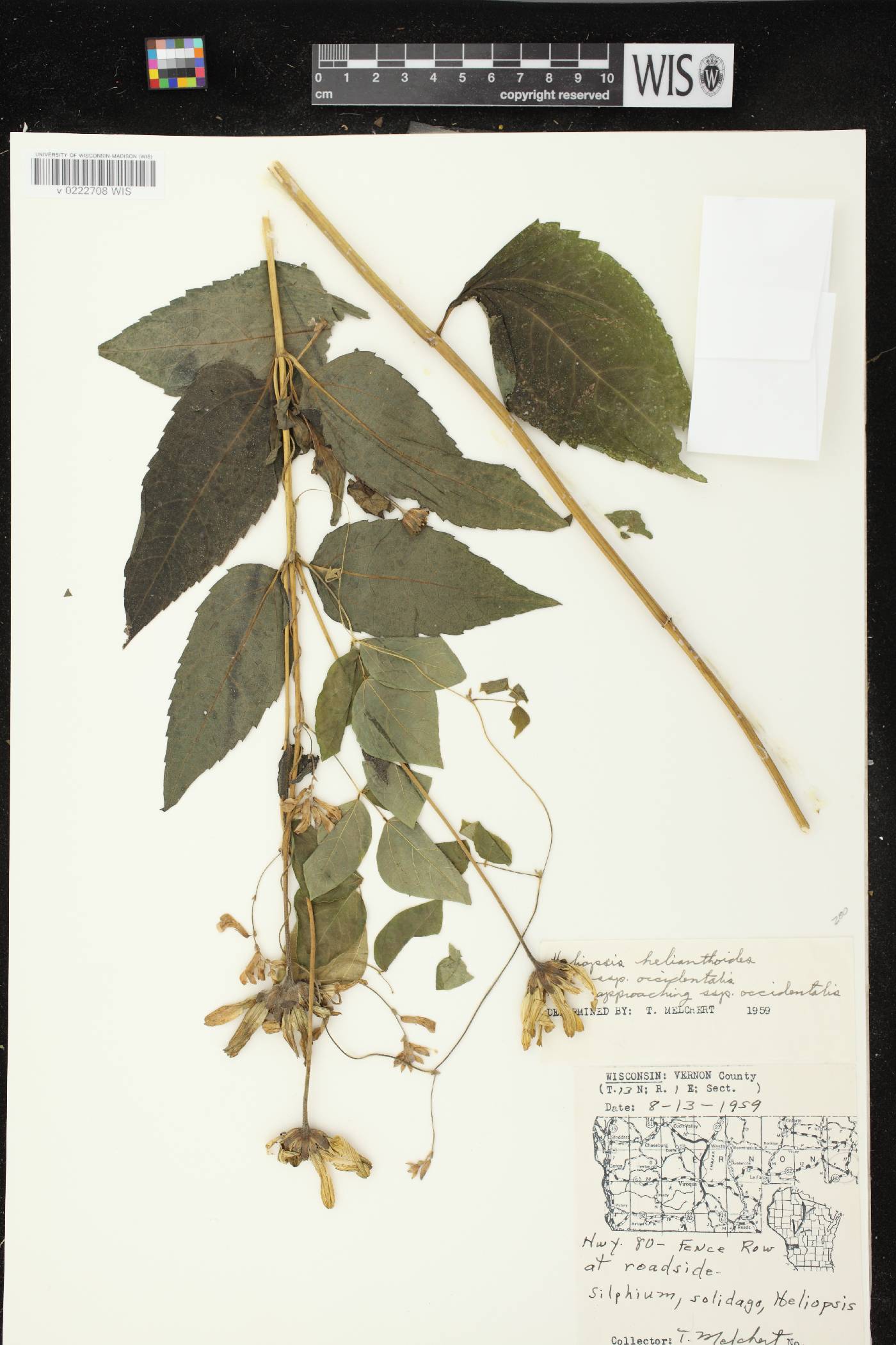 Heliopsis helianthoides image
