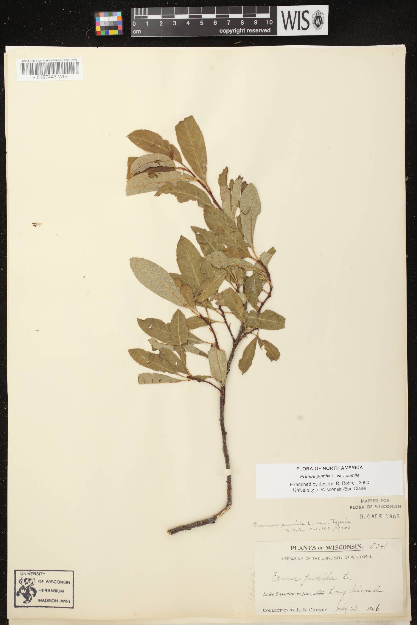 Prunus pumila image