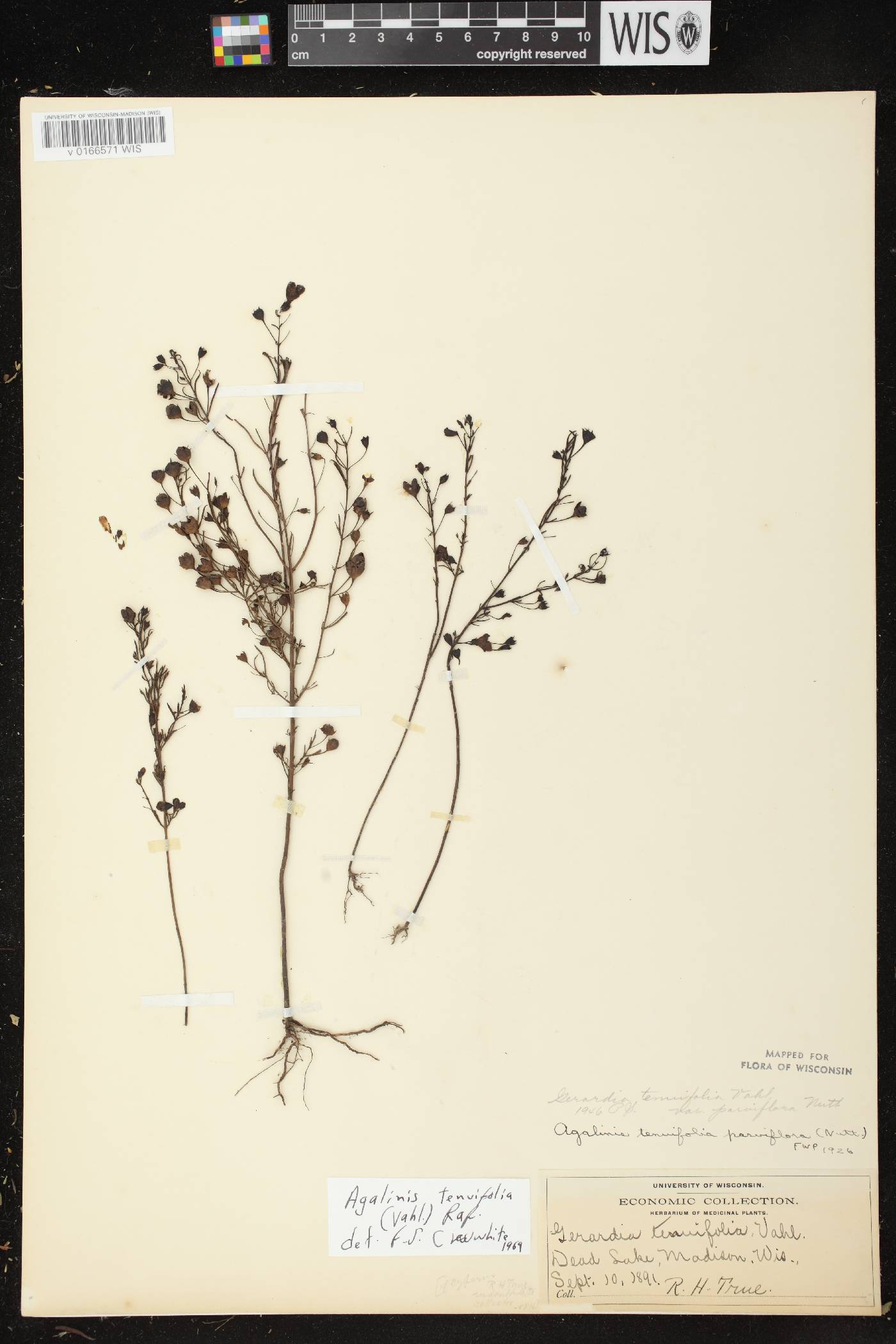 Agalinis tenuifolia image