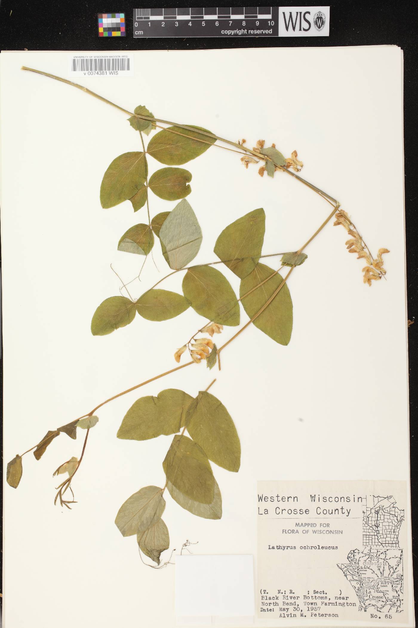 Lathyrus ochroleucus image