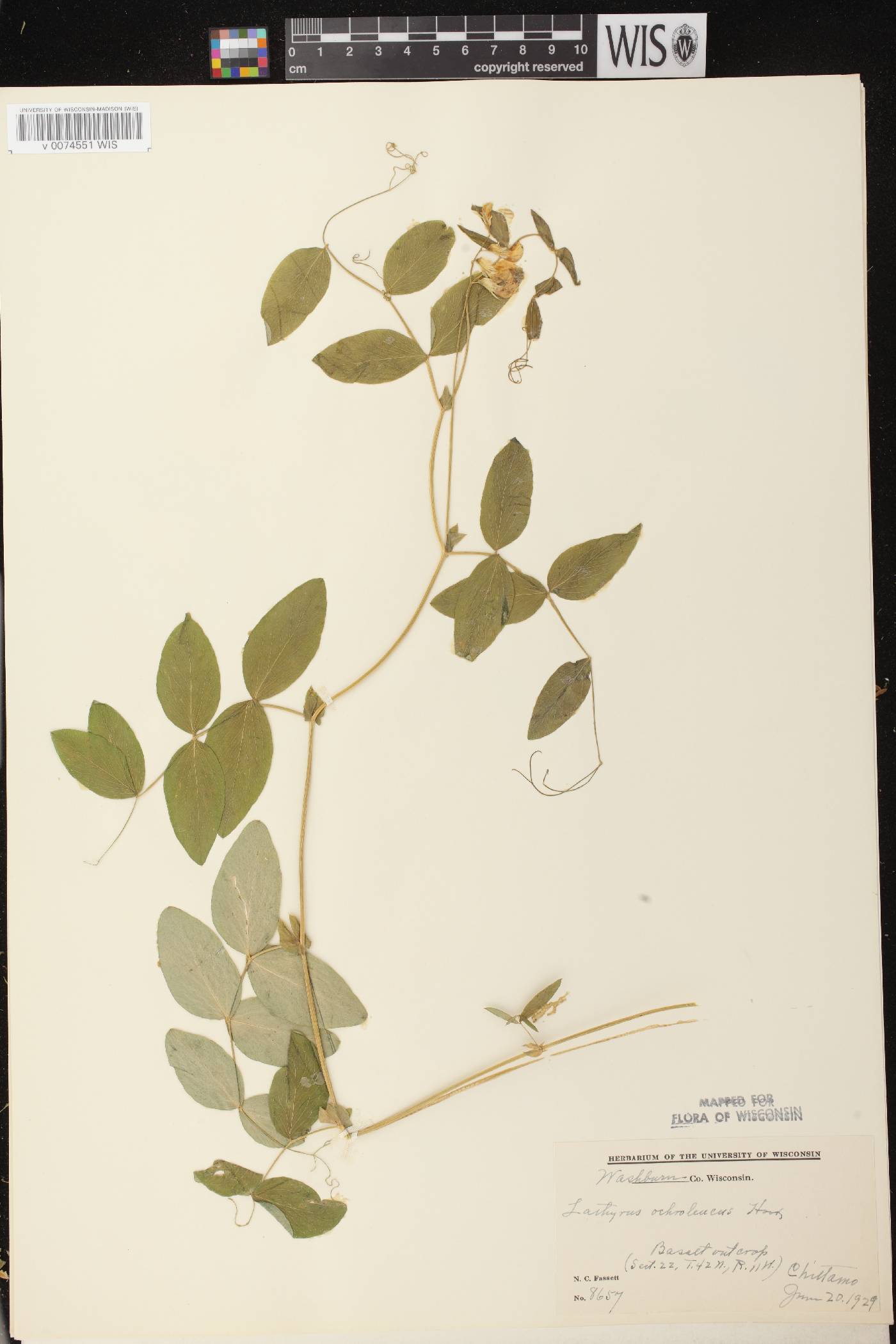 Lathyrus ochroleucus image