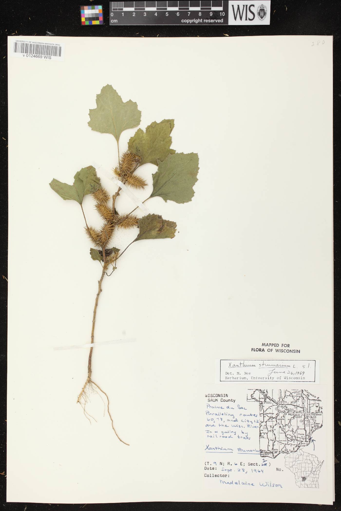 Xanthium strumarium image
