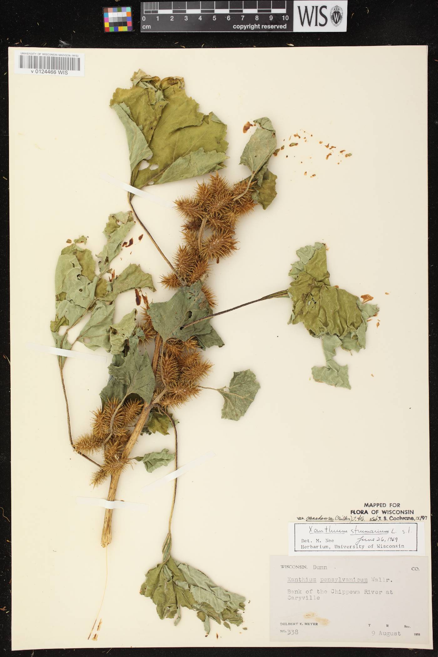 Xanthium strumarium image