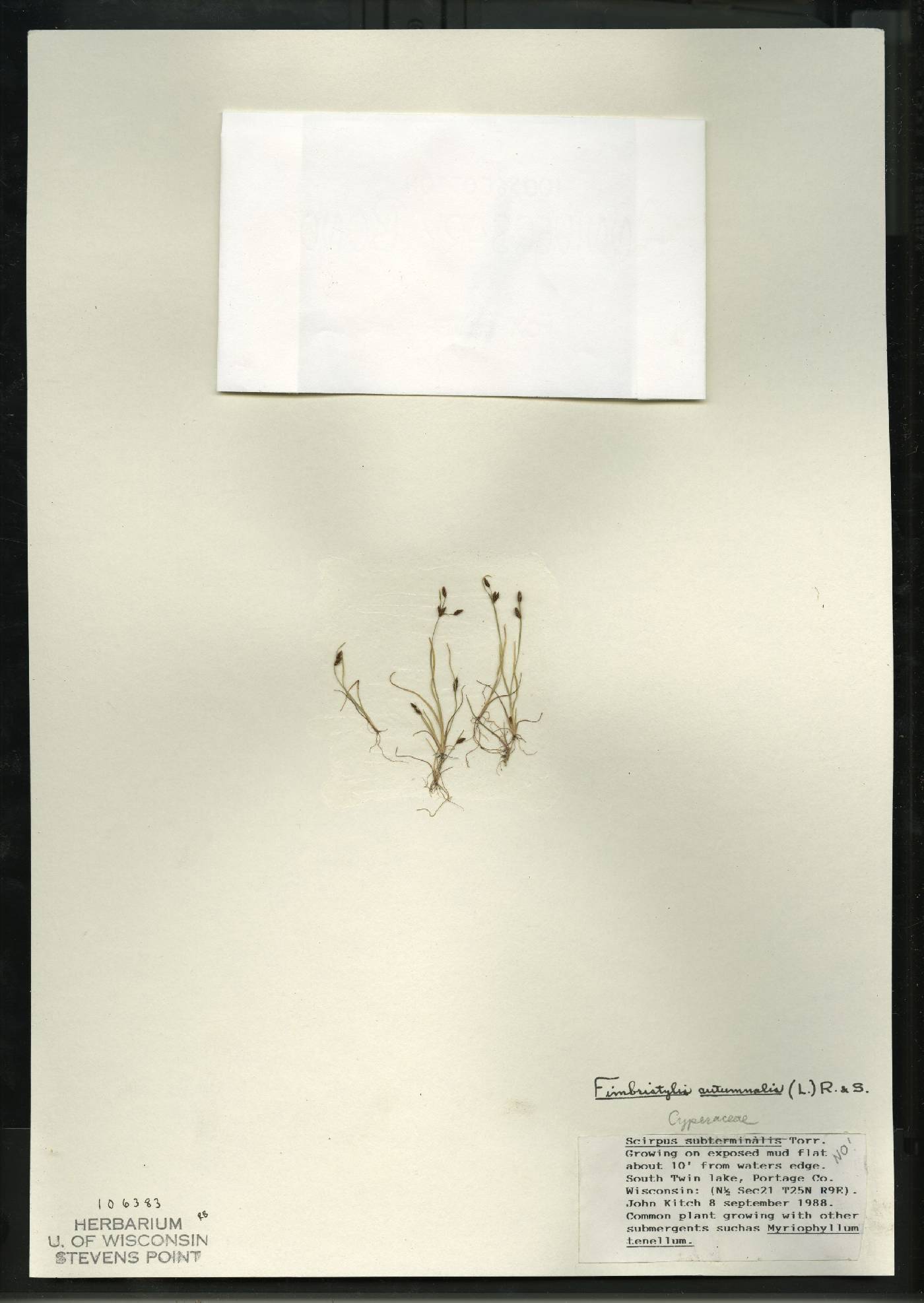 Fimbristylis autumnalis image