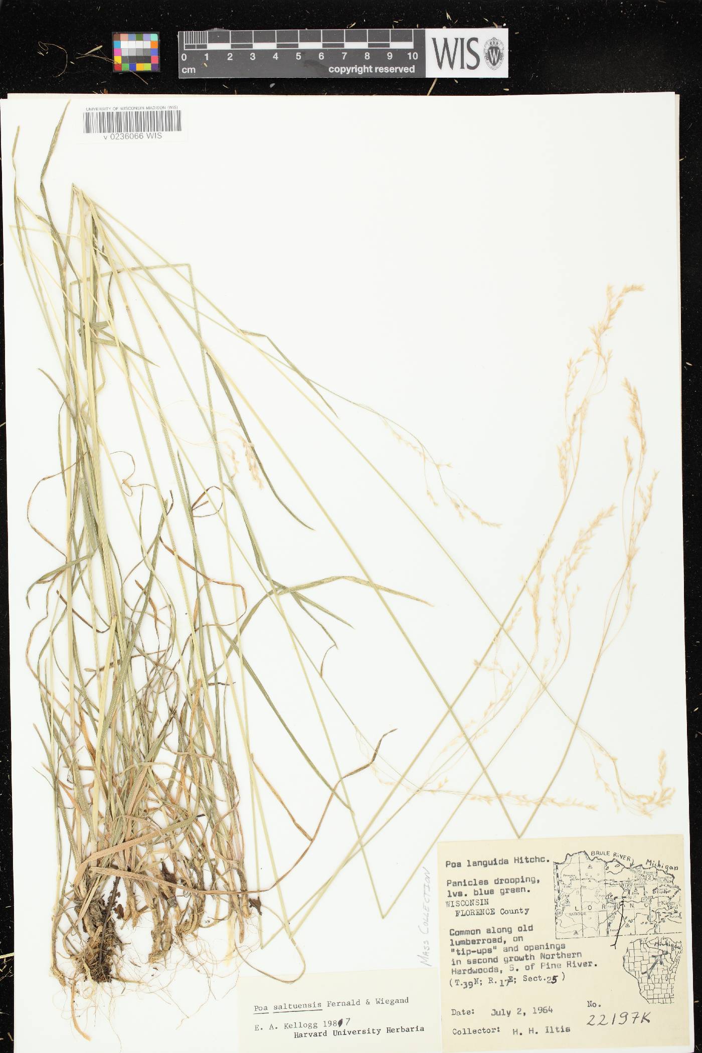 Poa saltuensis image