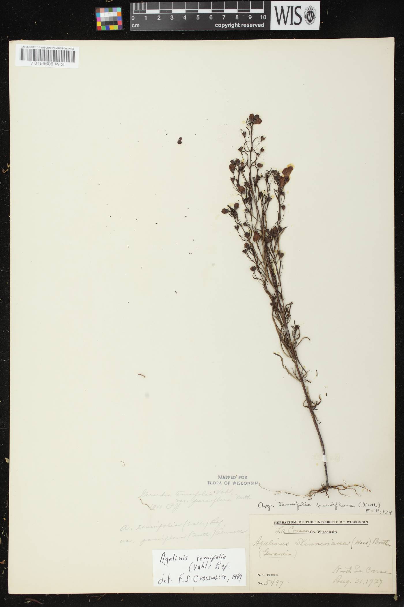 Agalinis tenuifolia image