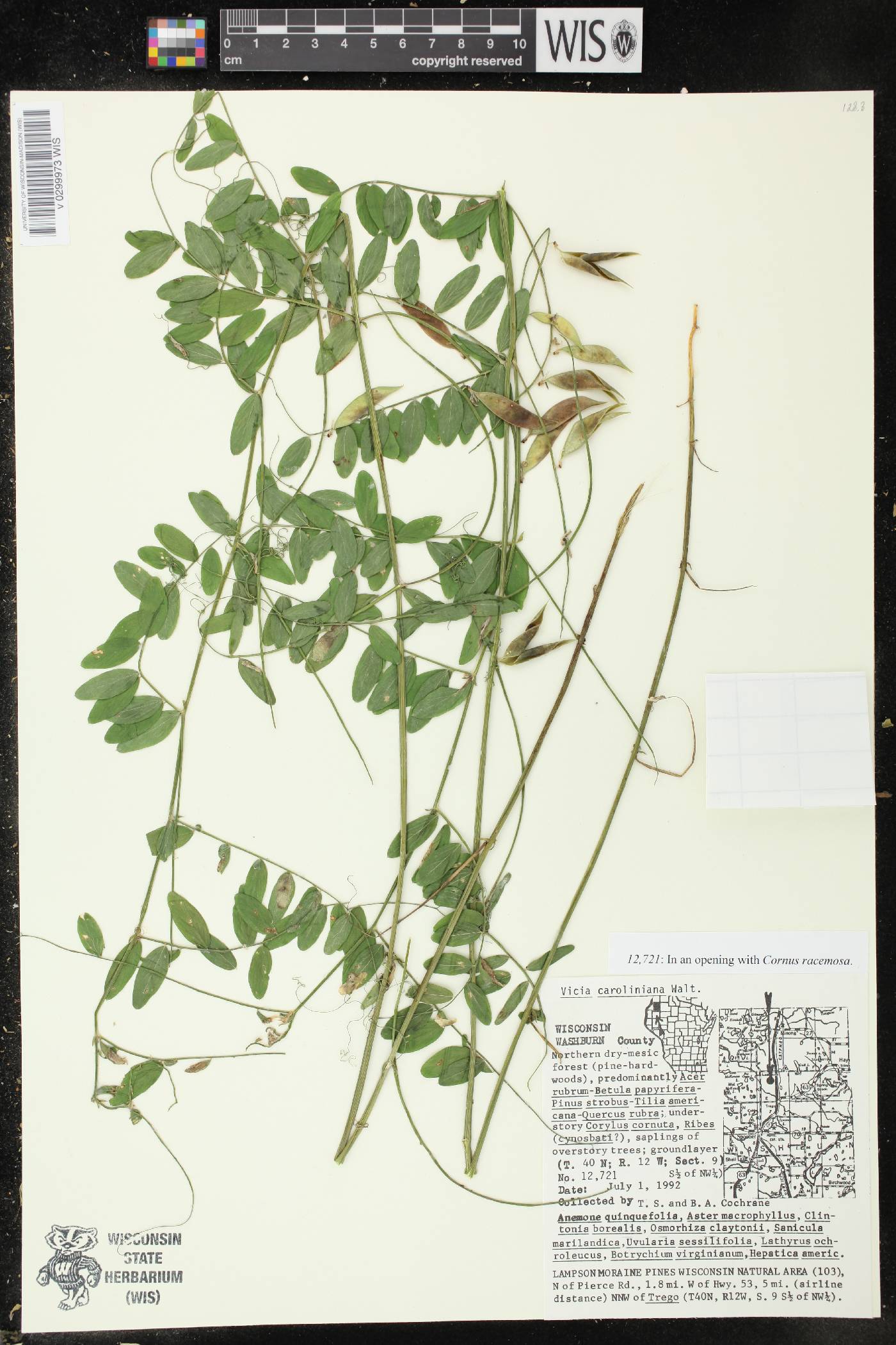 Vicia caroliniana image