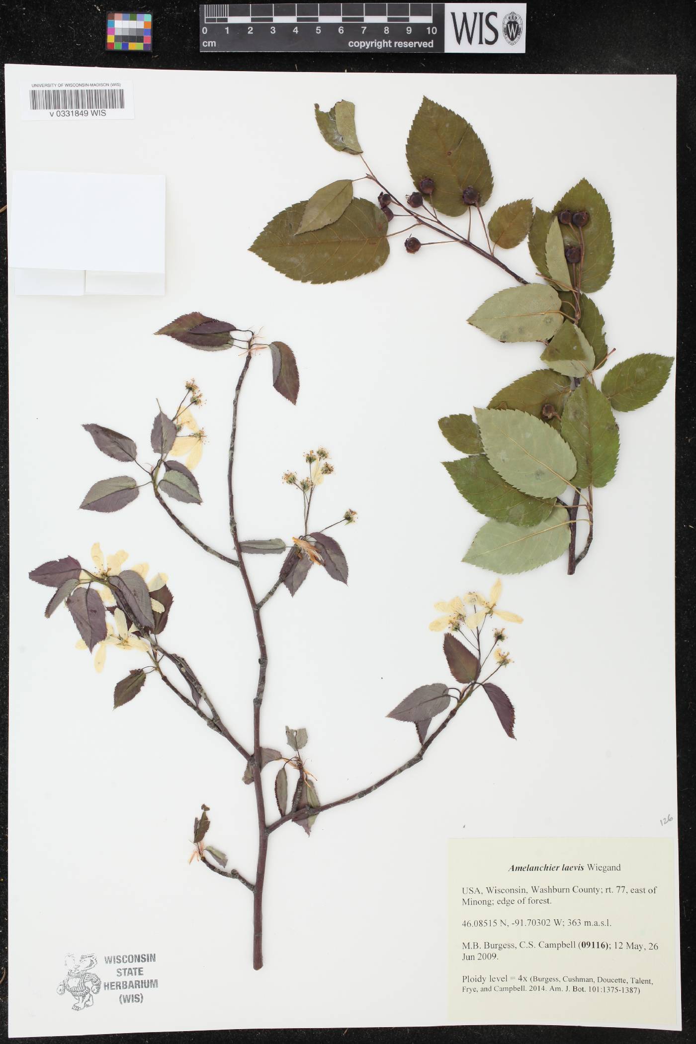 Amelanchier laevis image