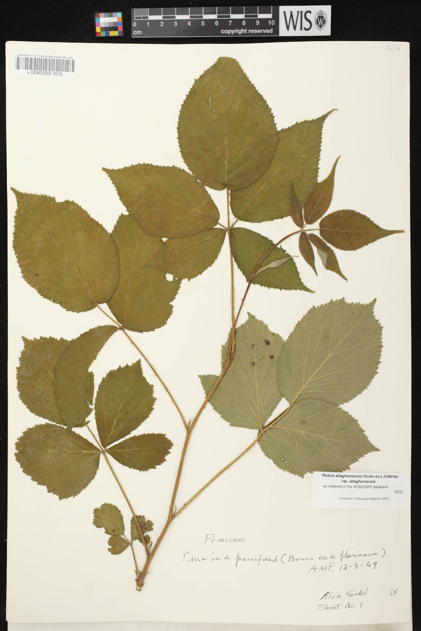 Rubus allegheniensis image