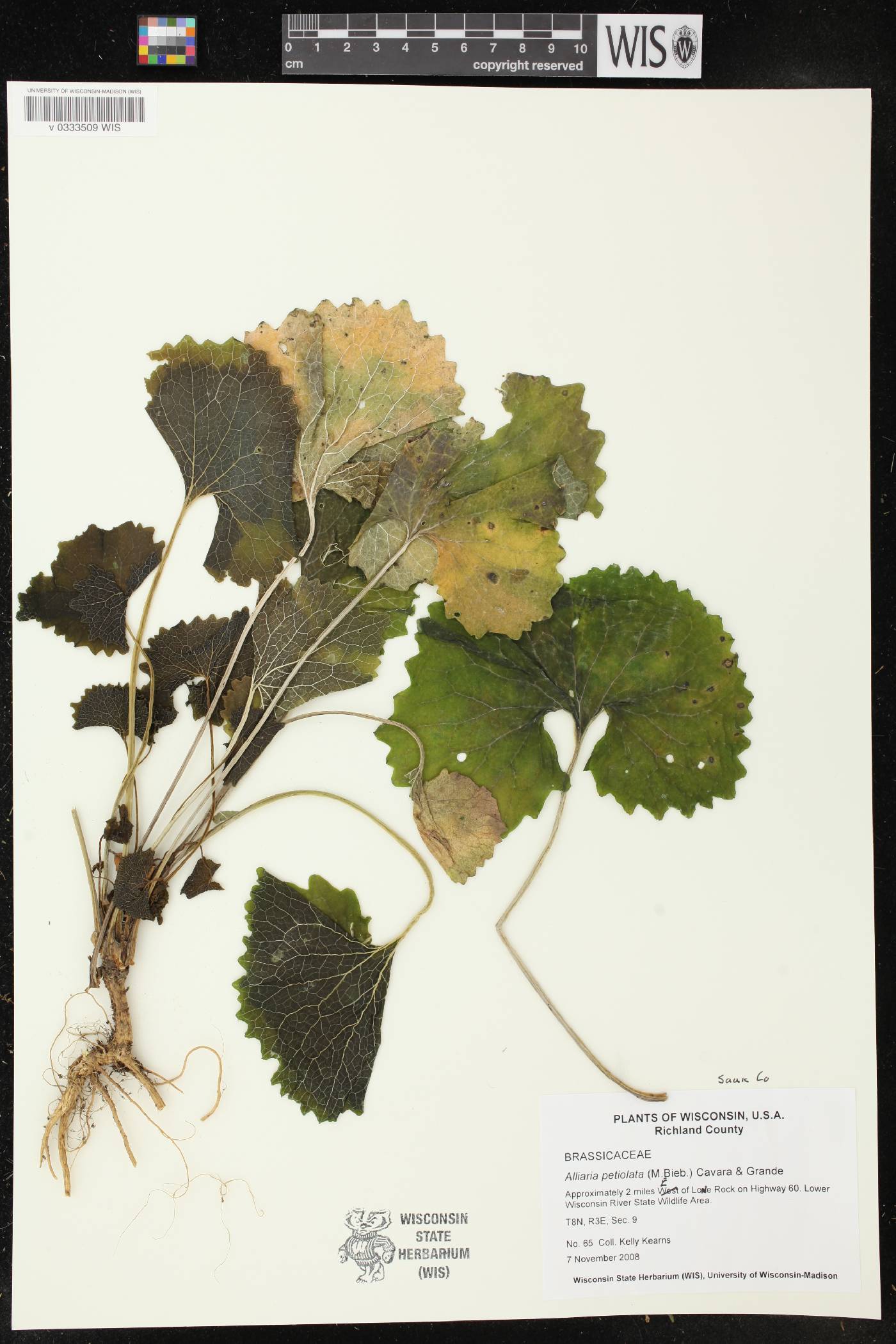 Alliaria petiolata image