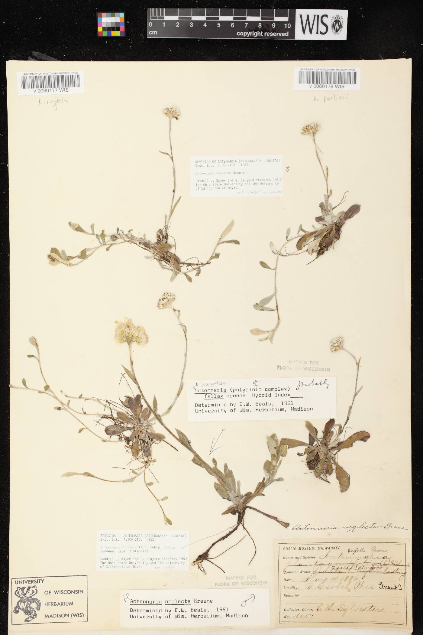 Antennaria parlinii subsp. fallax image