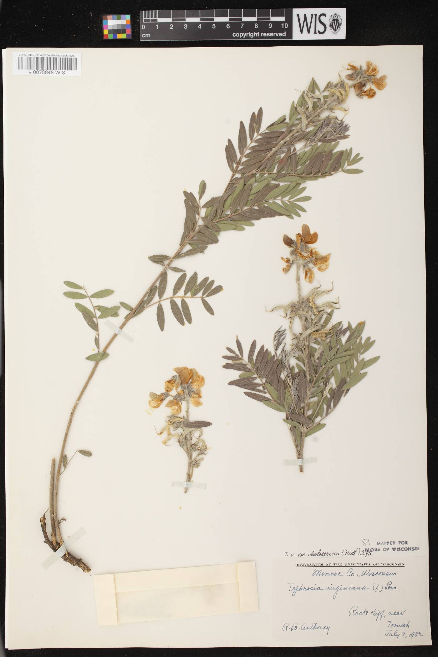 Tephrosia virginiana image