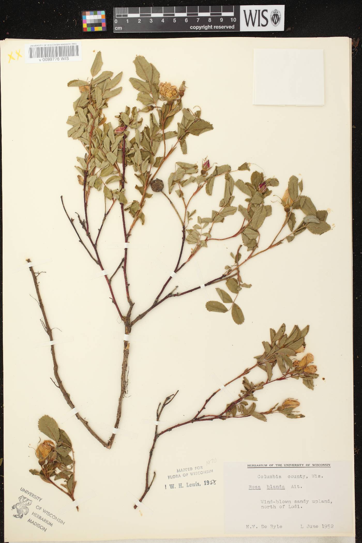 Rosa blanda image