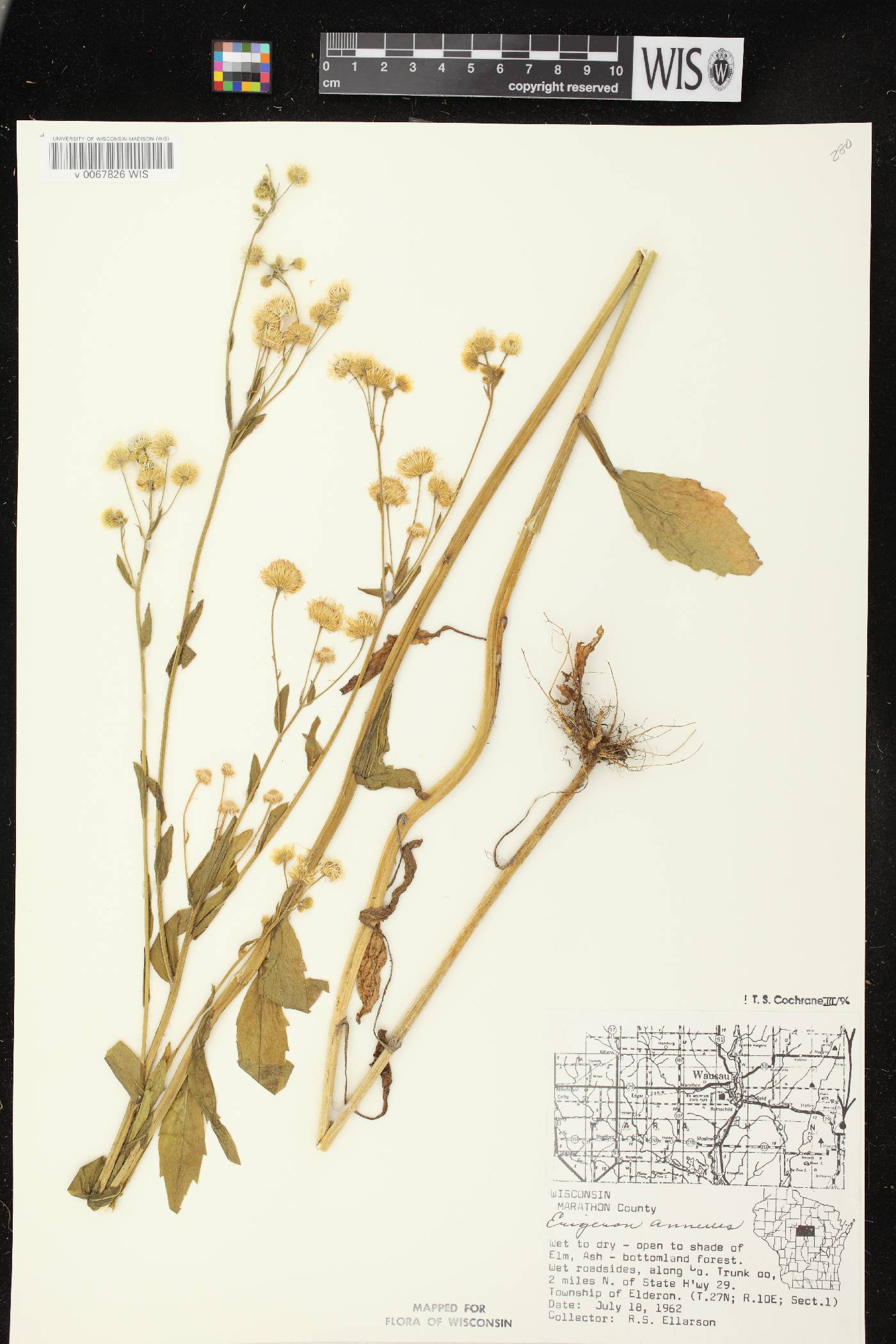 Erigeron annuus image