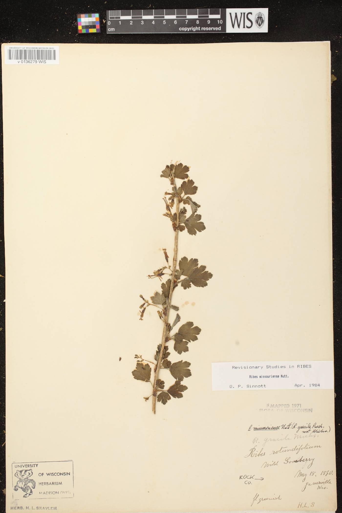 Ribes missouriense image