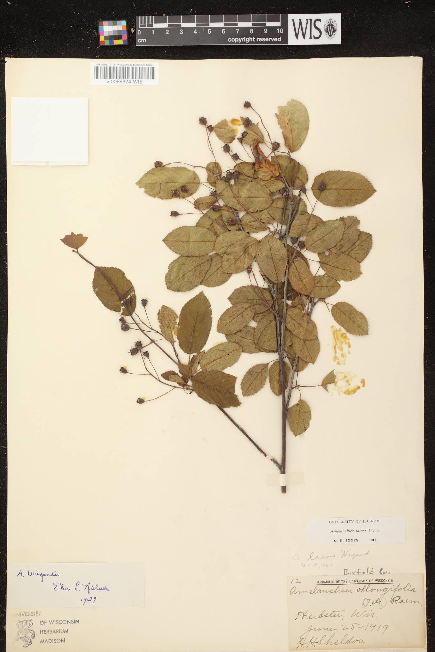 Amelanchier laevis image