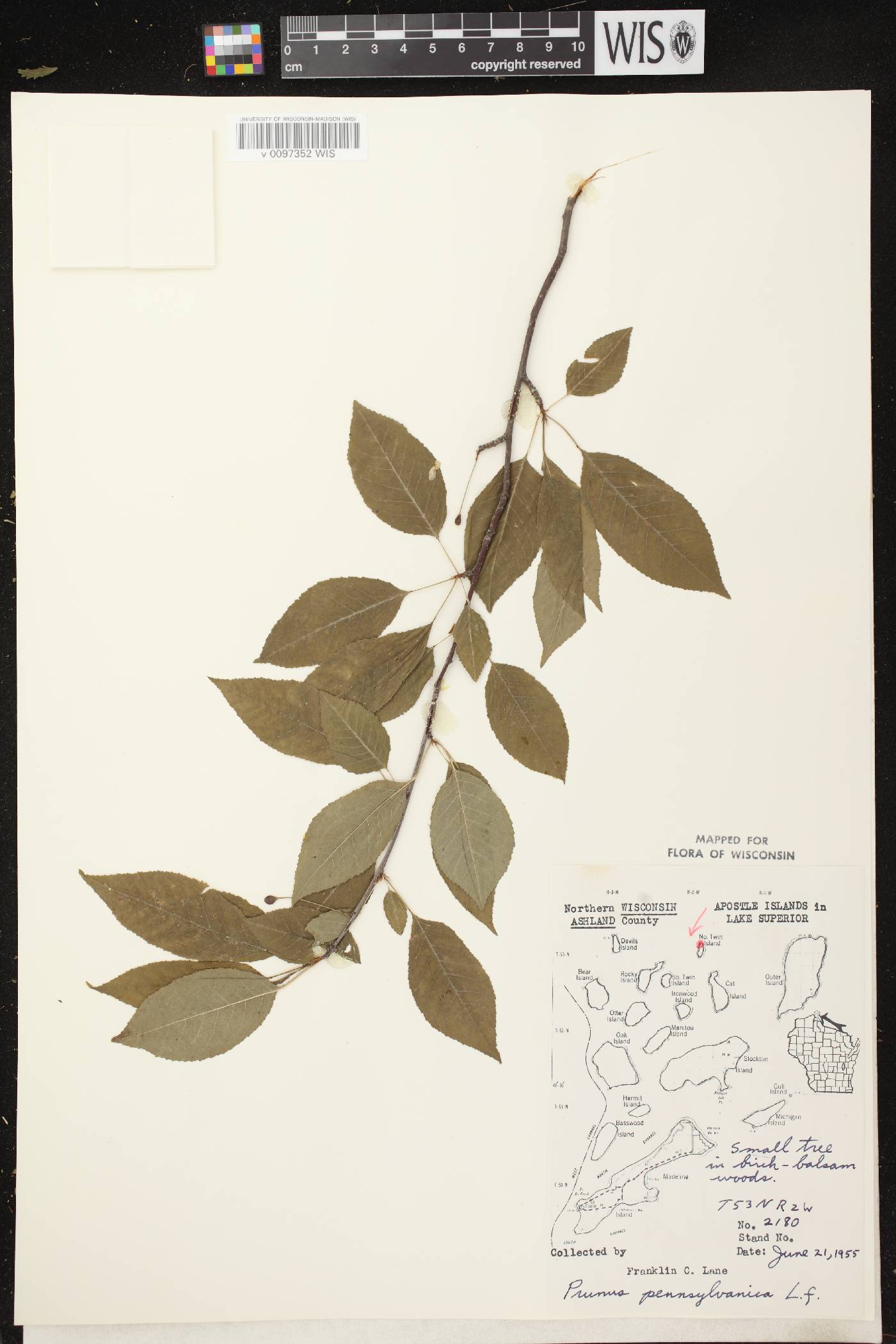 Prunus pensylvanica image