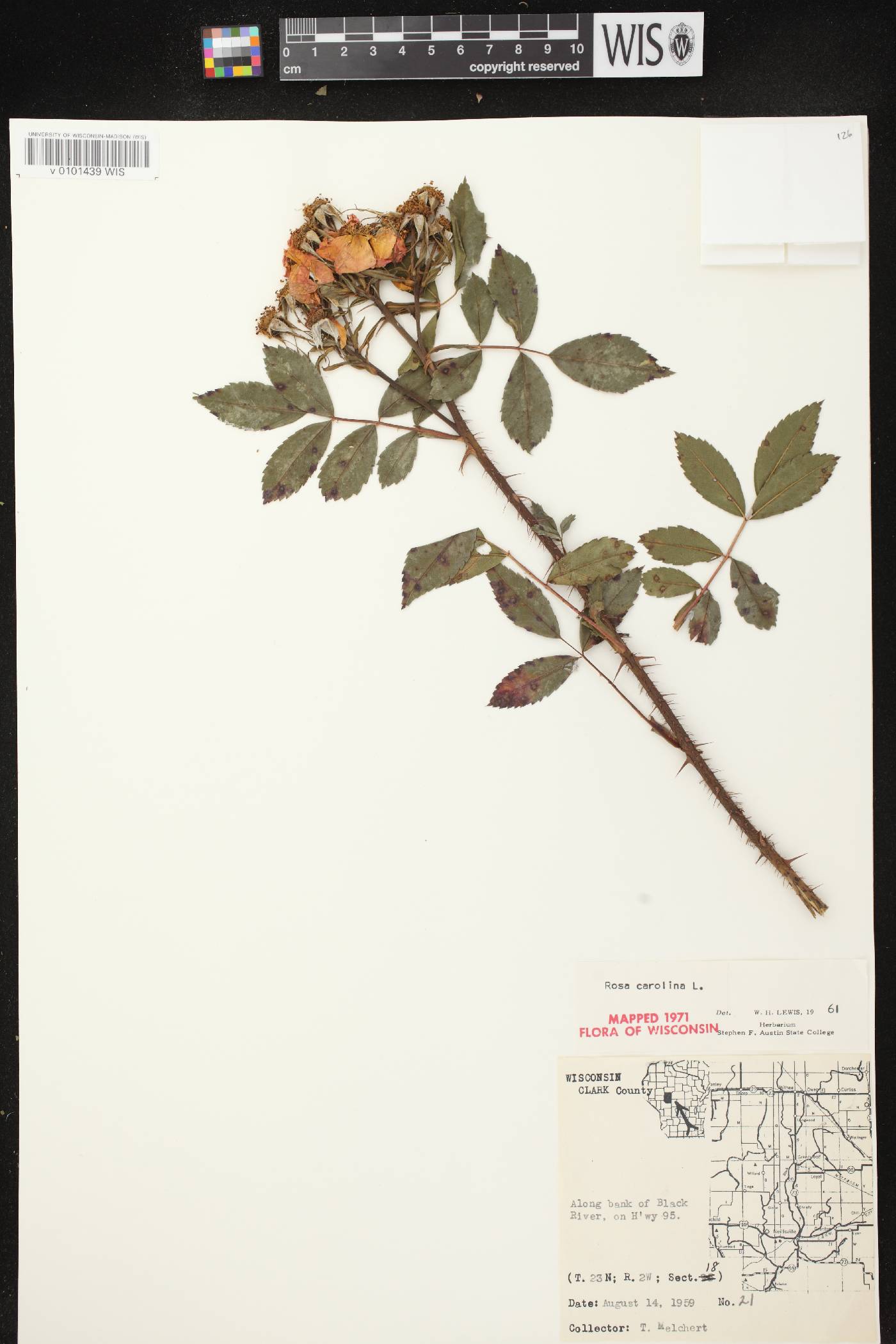 Rosa carolina image