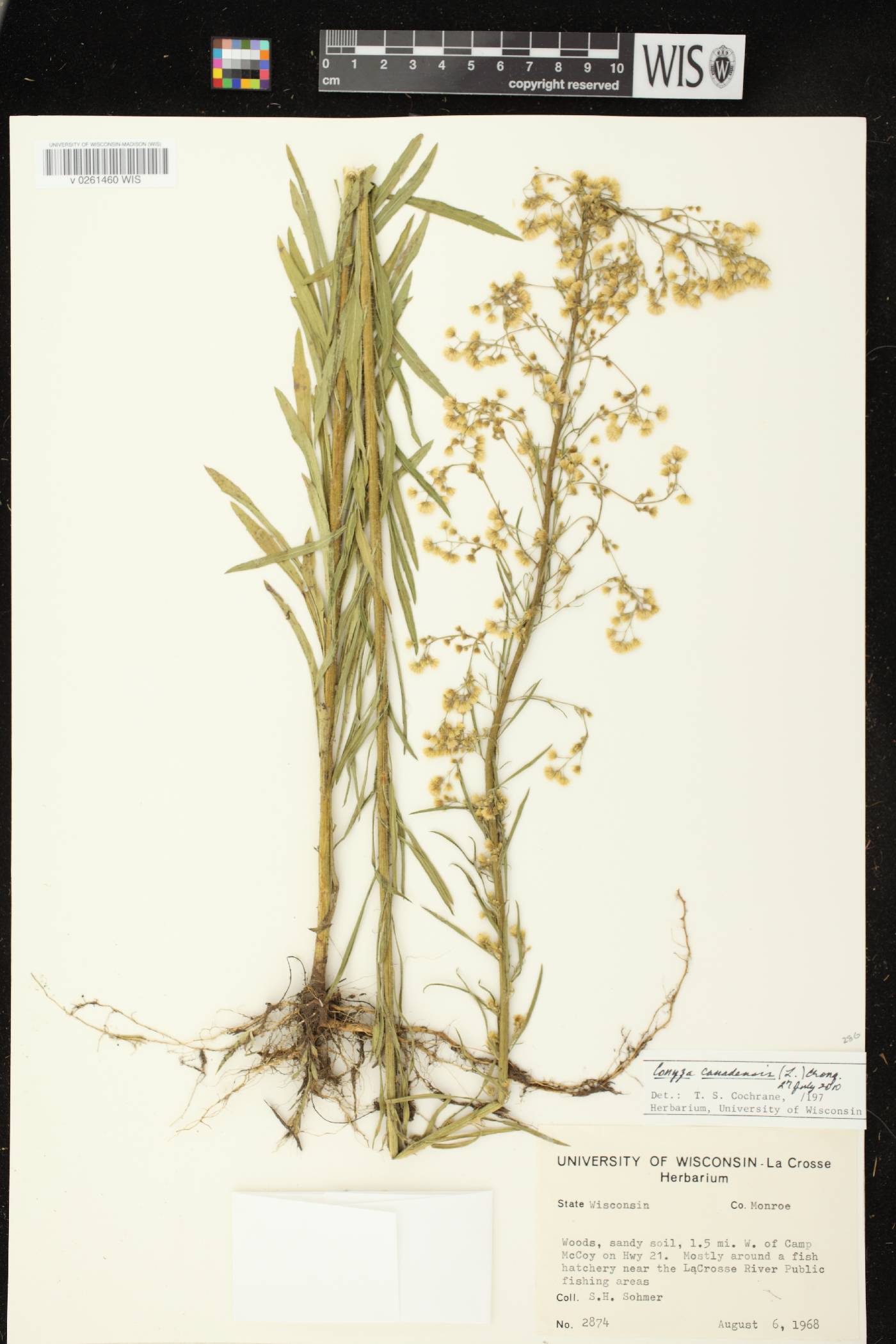 Conyza canadensis image