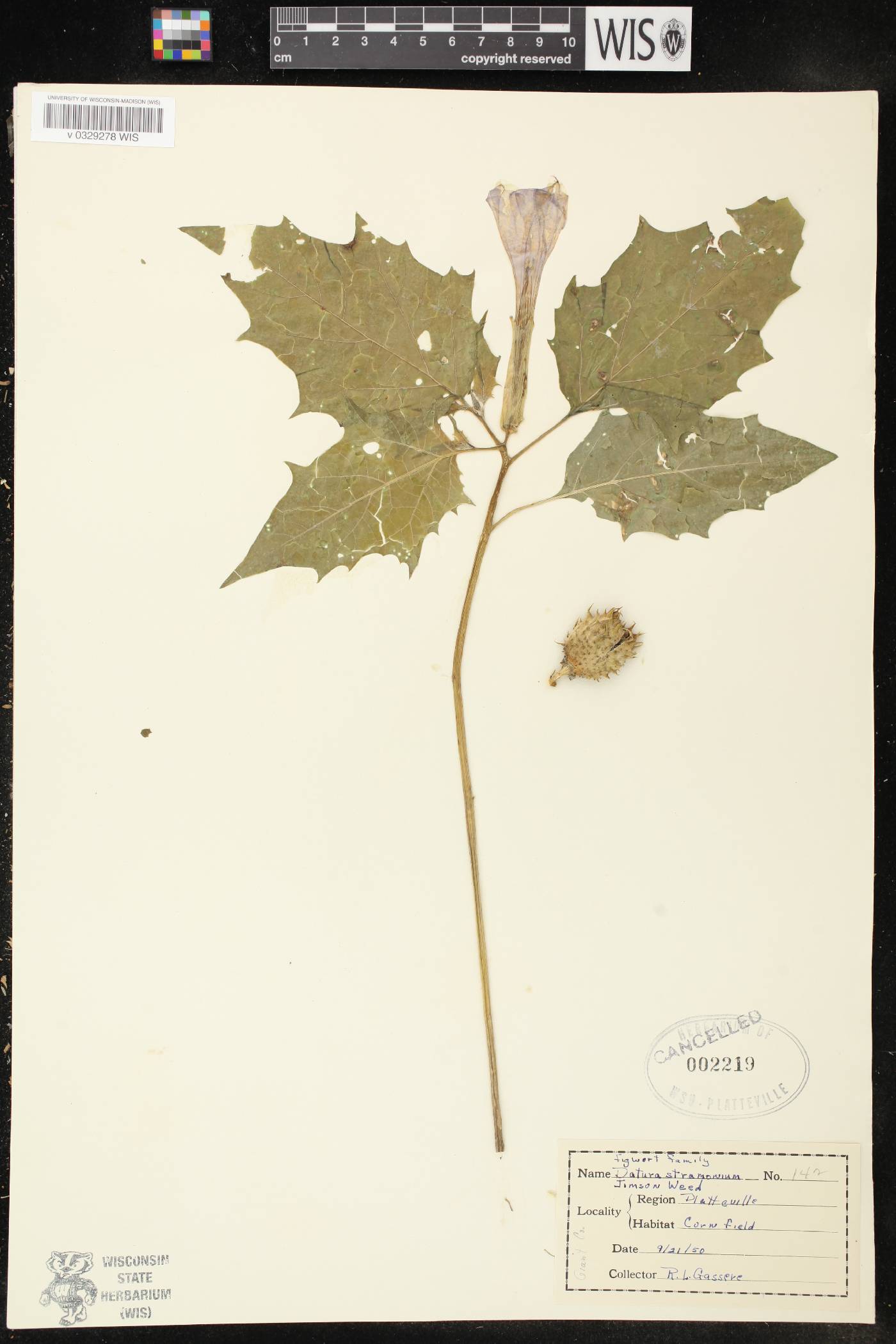 Datura stramonium image